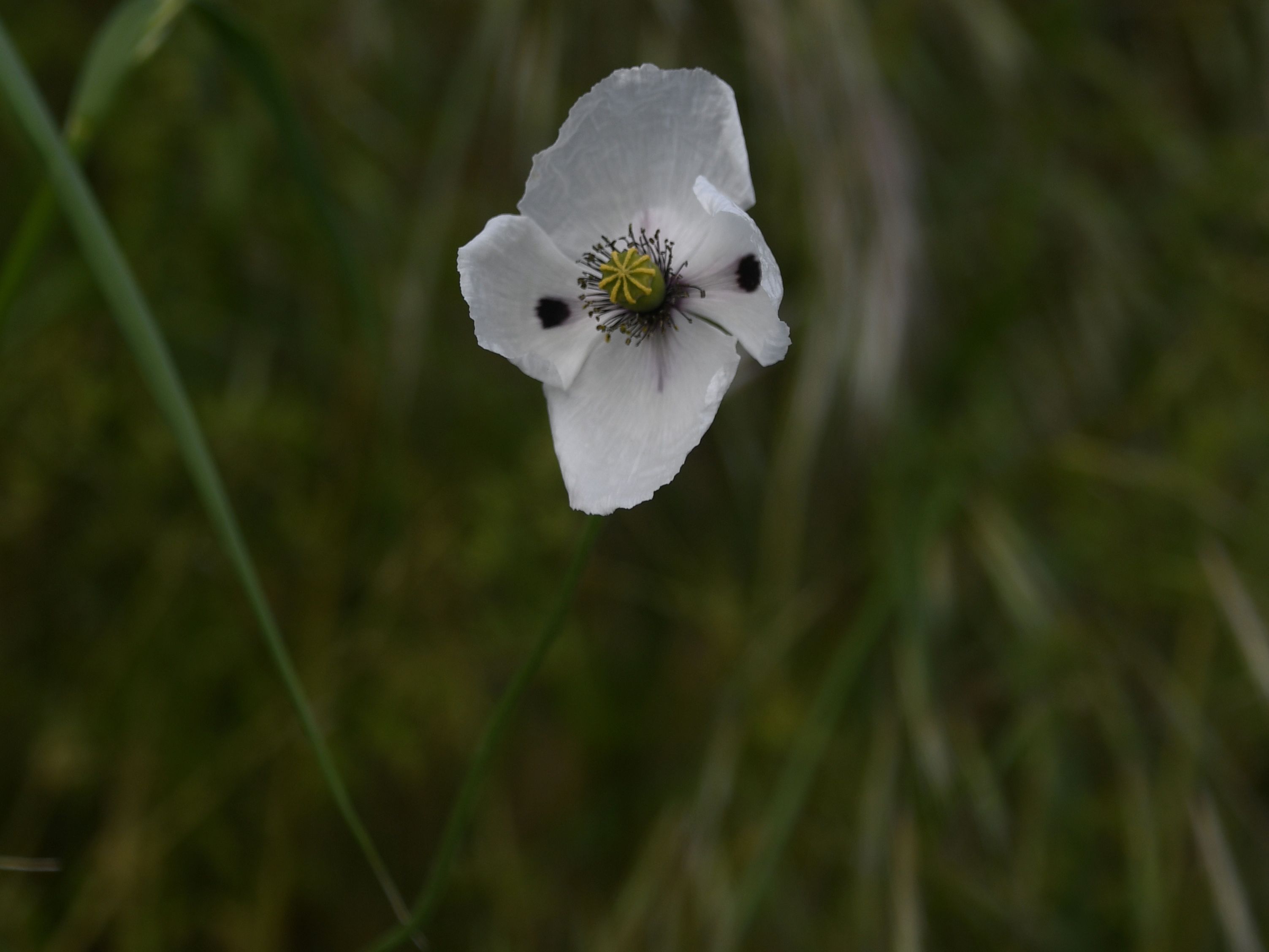 Retz - 08052026 - (121) -  - Papaver somniferum.jpg