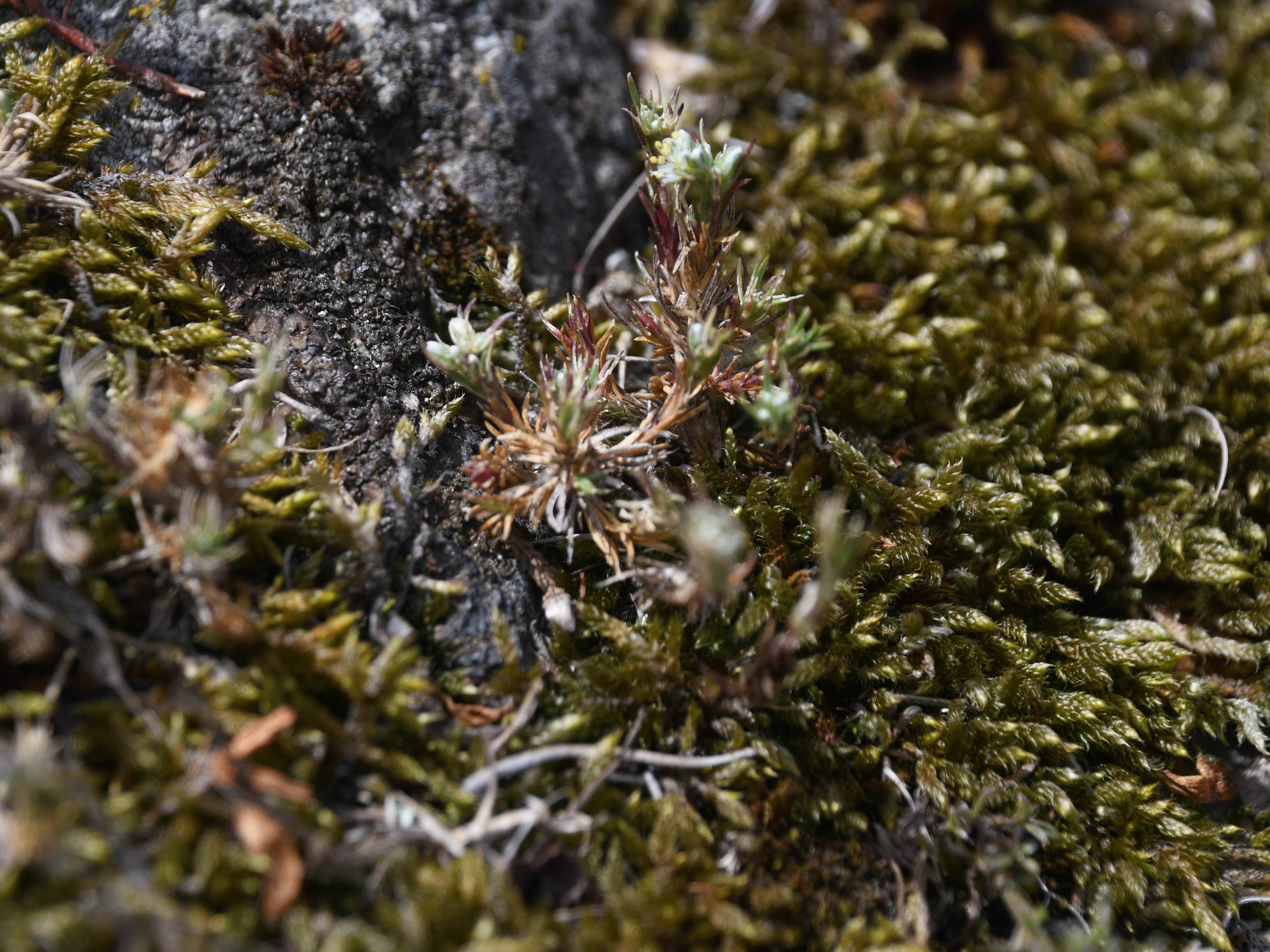 Retz - 08052026 - (158) - - Scleranthus perennis.jpg