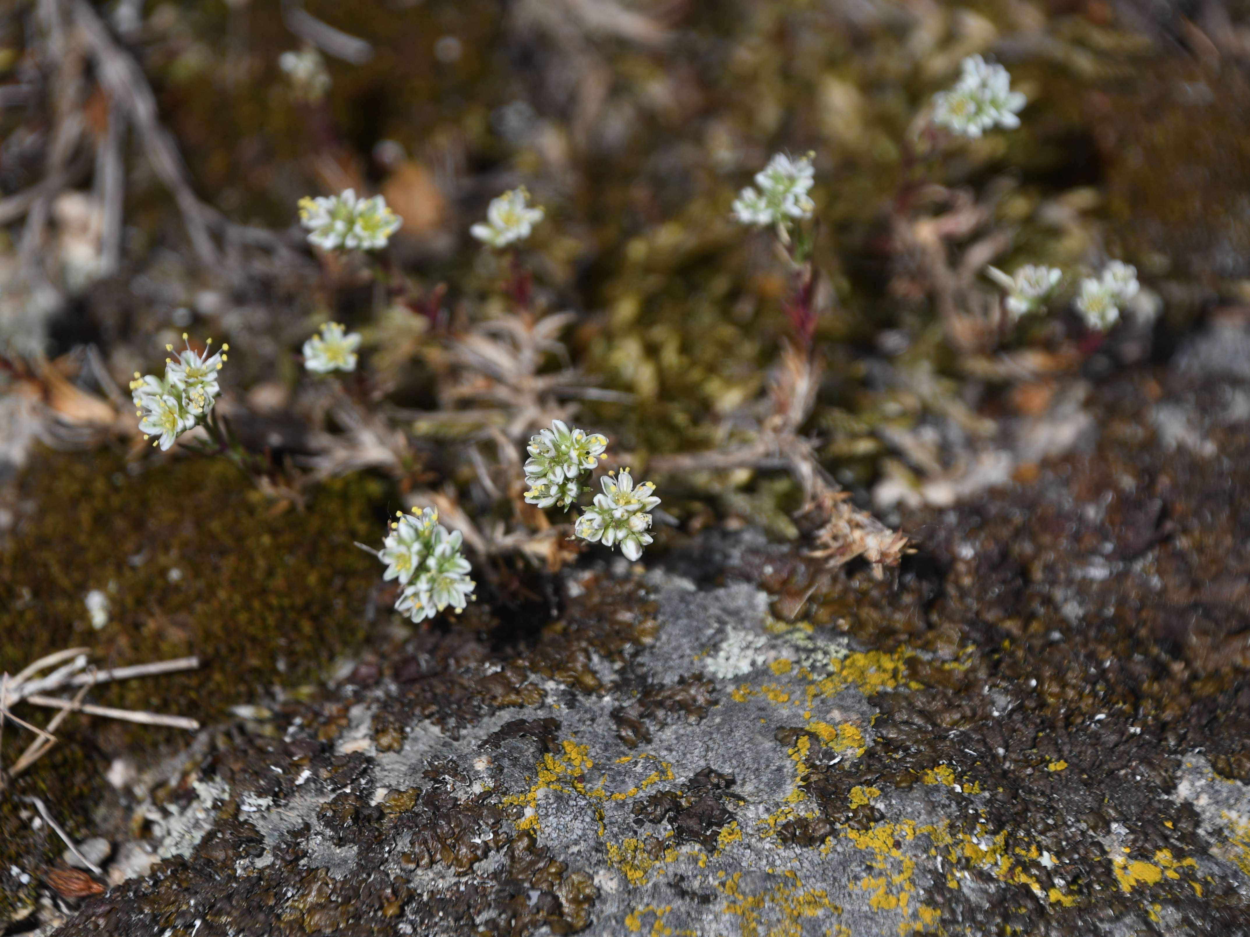 Retz - 08052026 - (159) - - Scleranthus perennis.jpg