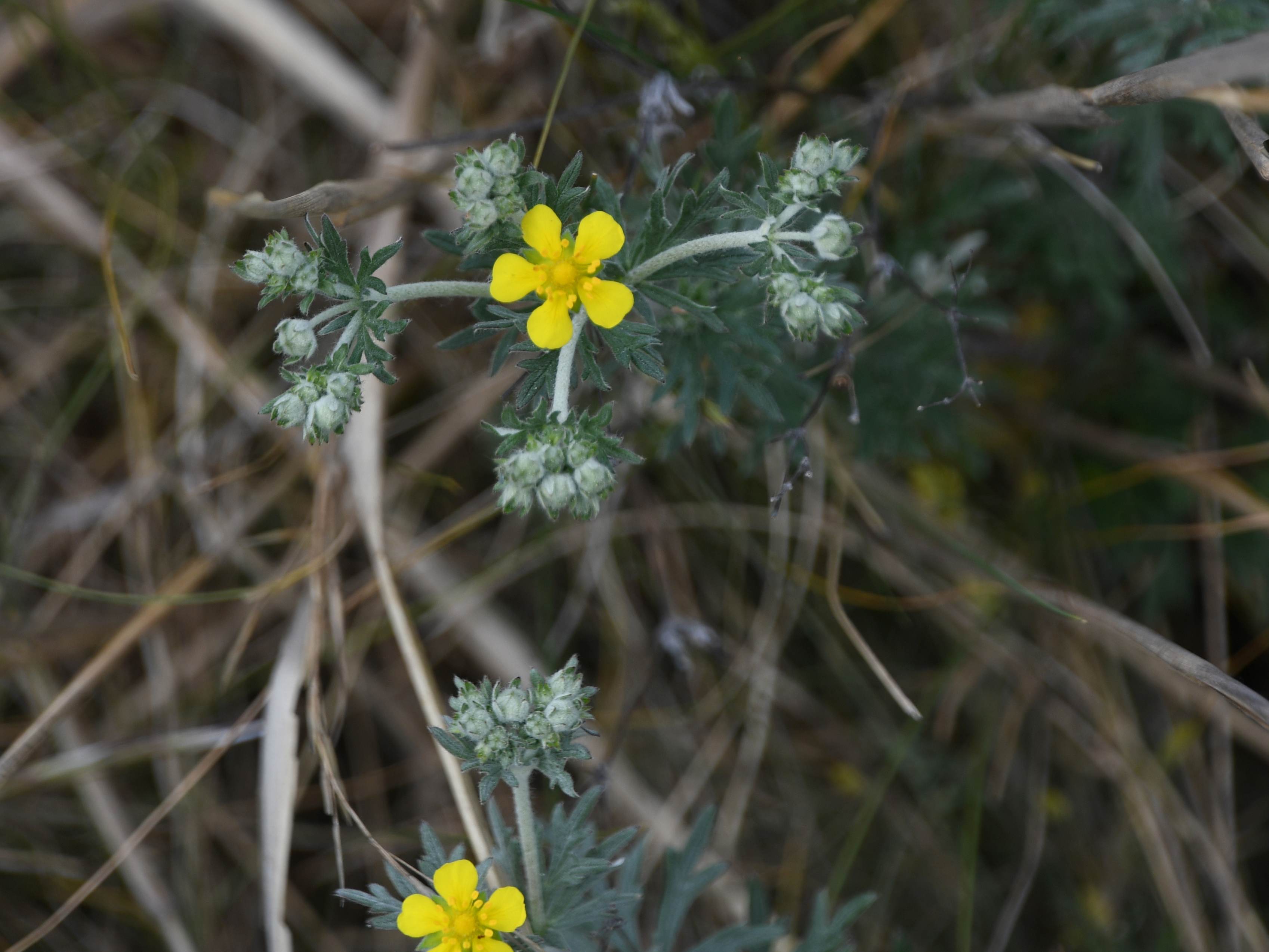 Retz - 08052026 - (201) - - Potentilla argentea.jpg