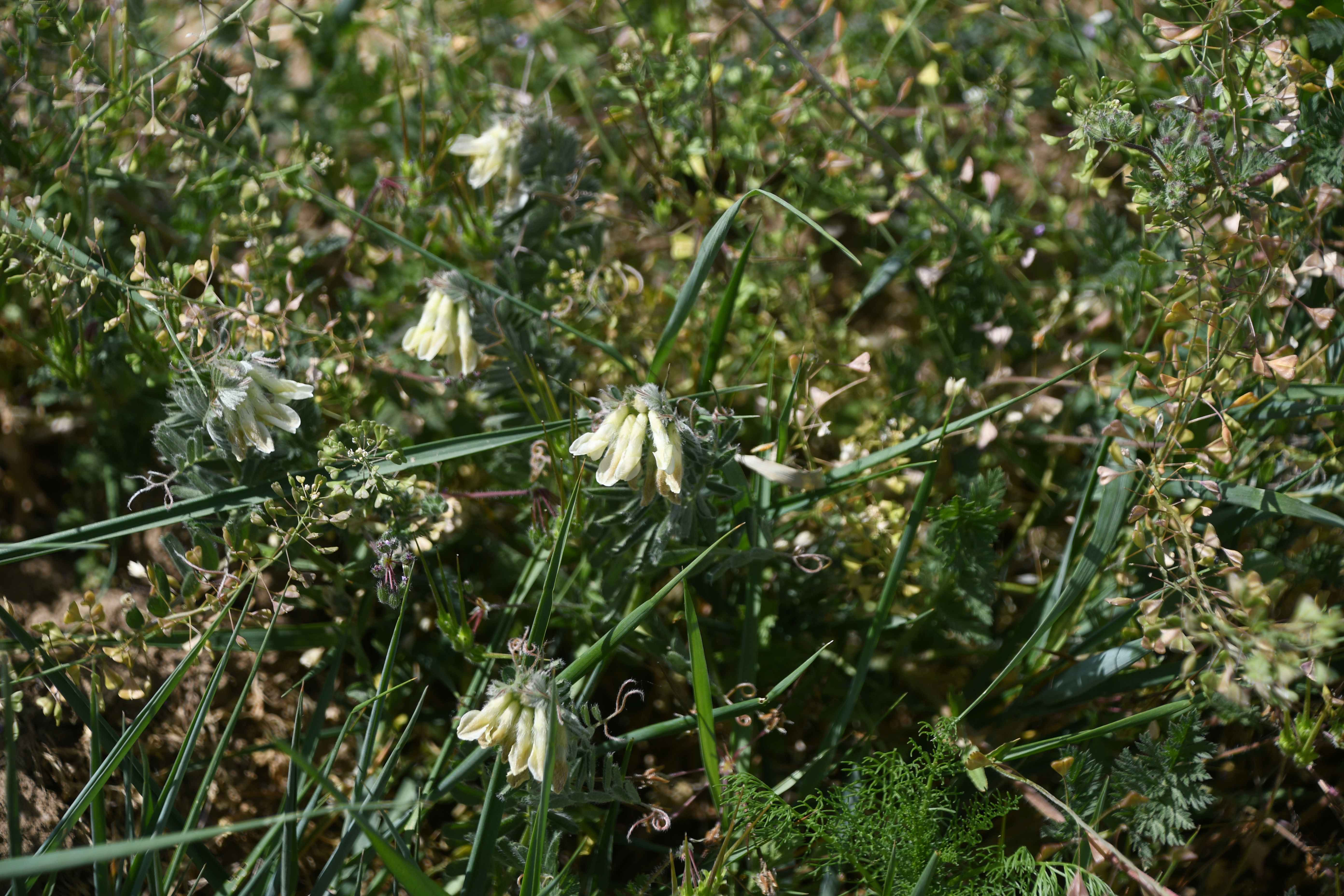 Retz - 08052026 - (267) -  - Vicia pannonica - Ungarische Wicke.jpg