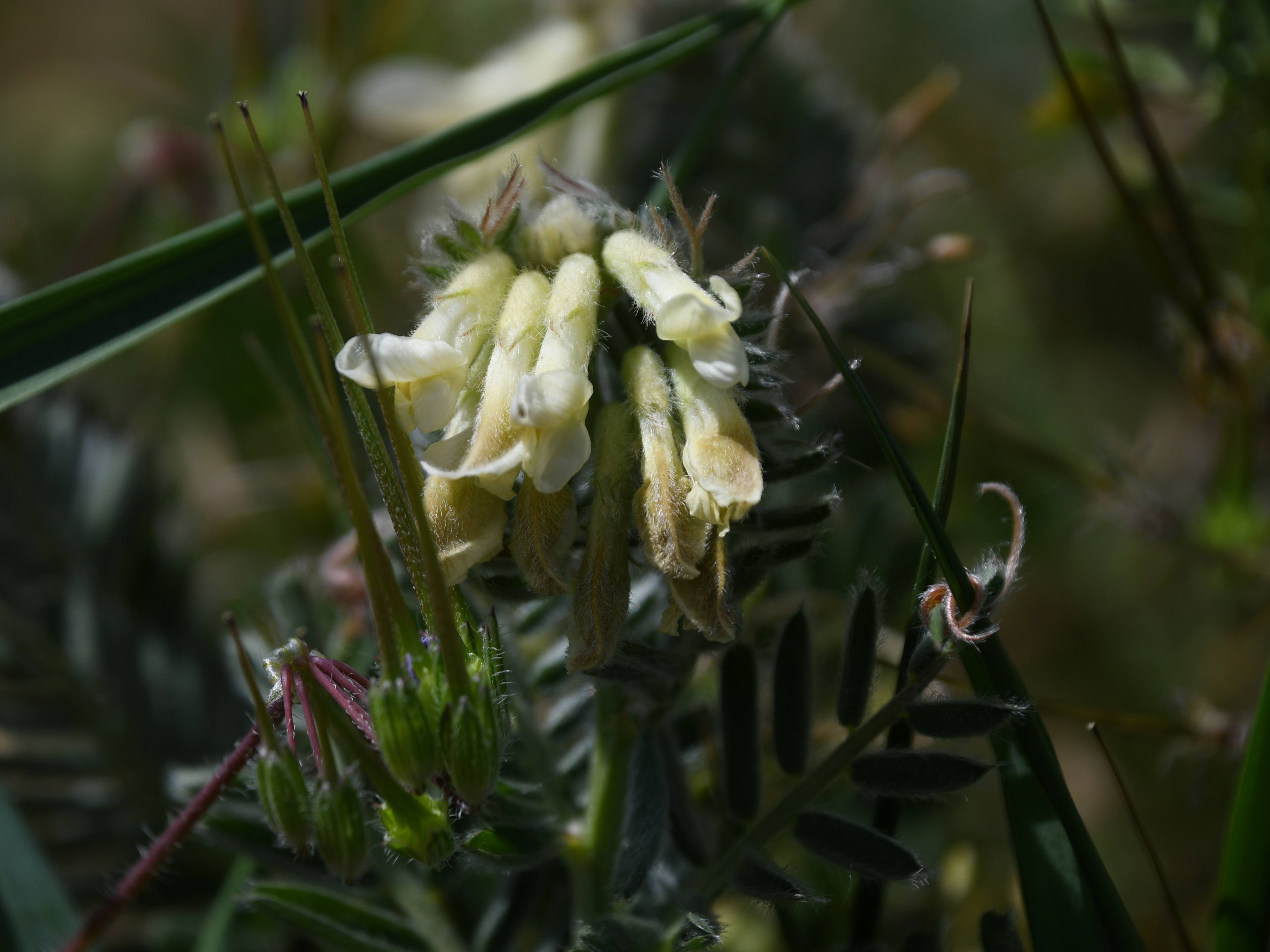 Retz - 08052026 - (268) -  - Vicia pannonica - Ungarische Wicke.jpg
