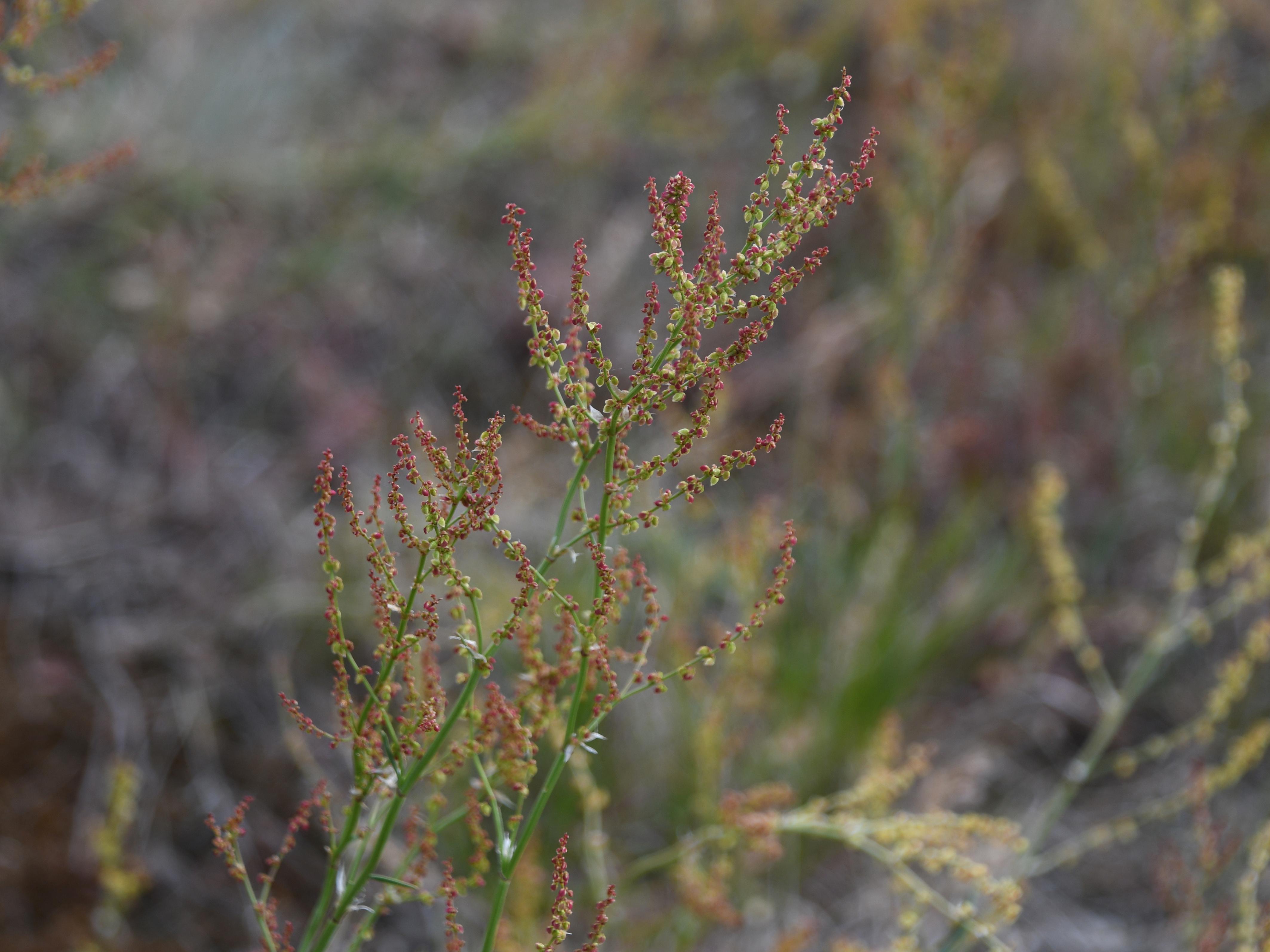 Retz - 08052026 - (280) - - Rumex cf acetosella.jpg