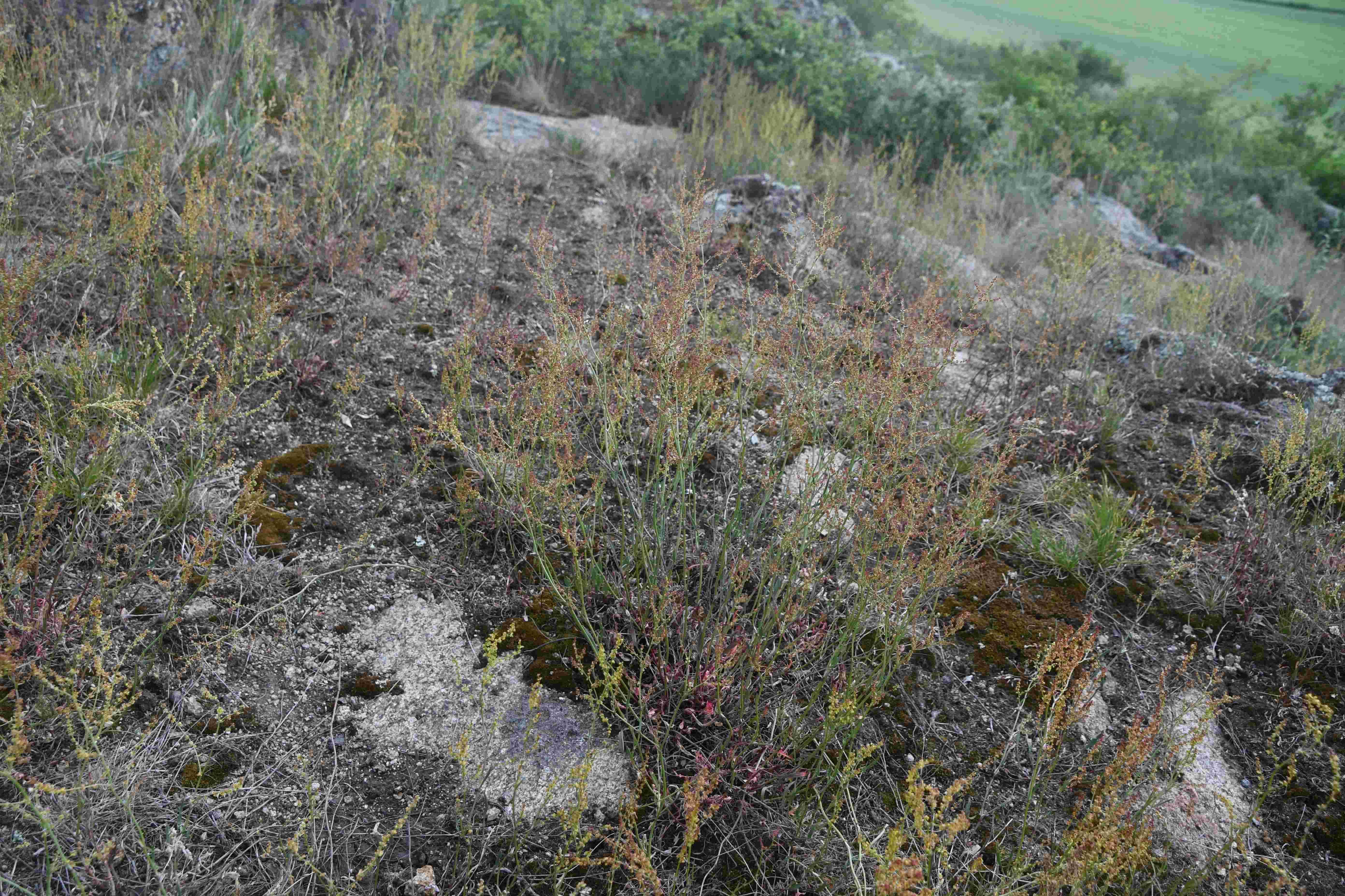Retz - 08052026 - (281) - - Rumex cf acetosella.jpg