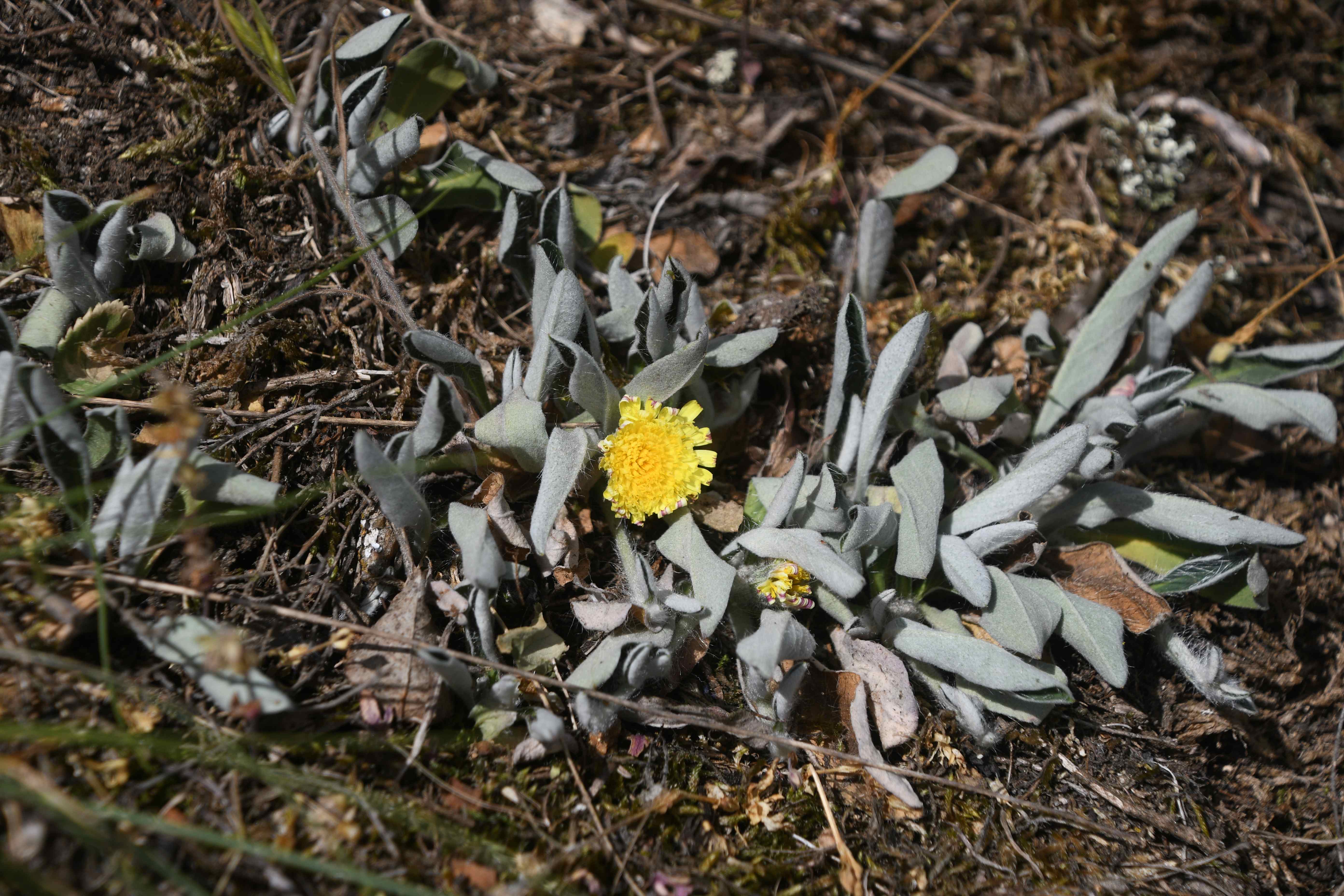 Retz - 08052026 - (139) -  - Hieracium.jpg