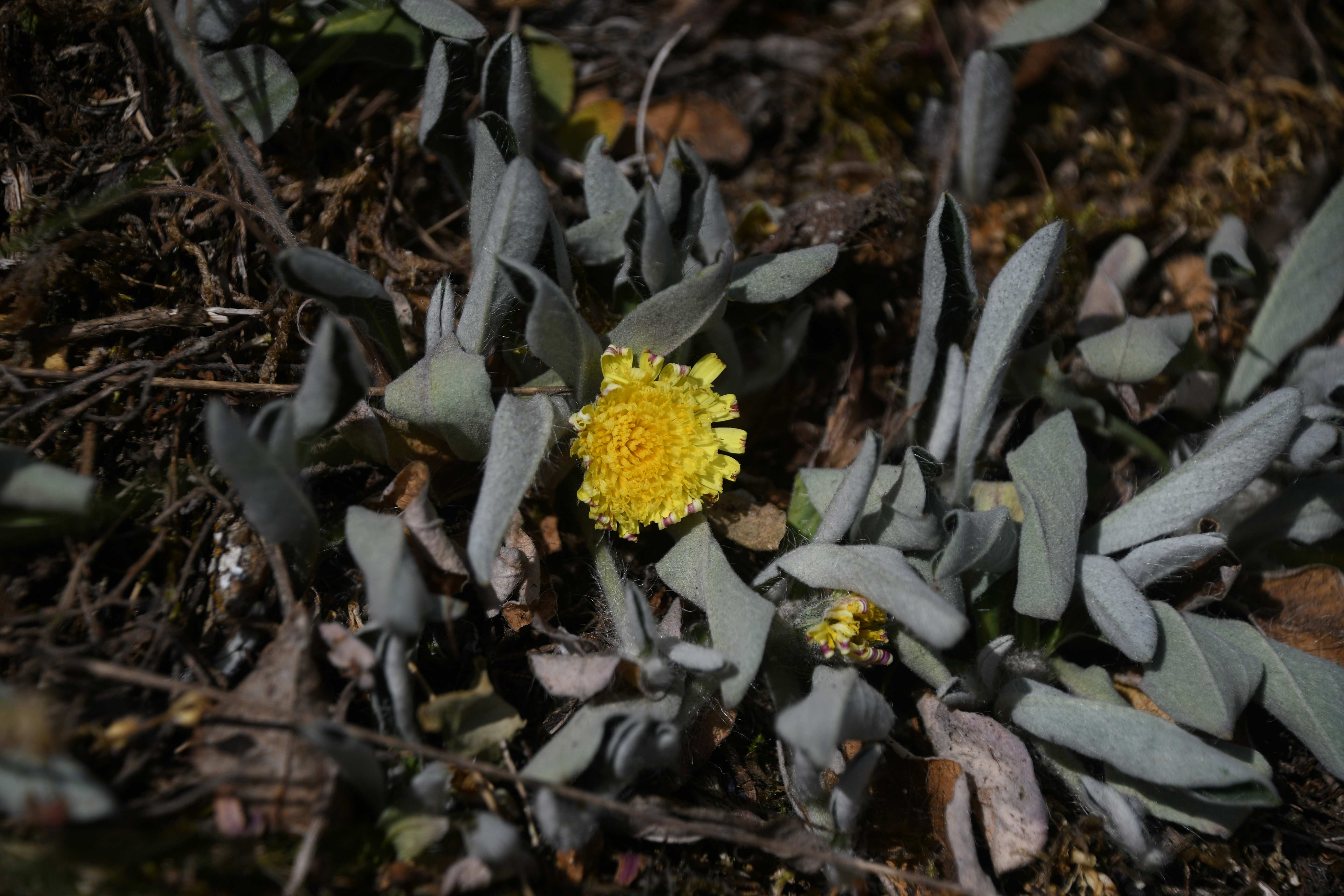 Retz - 08052026 - (140) -  - Hieracium.jpg