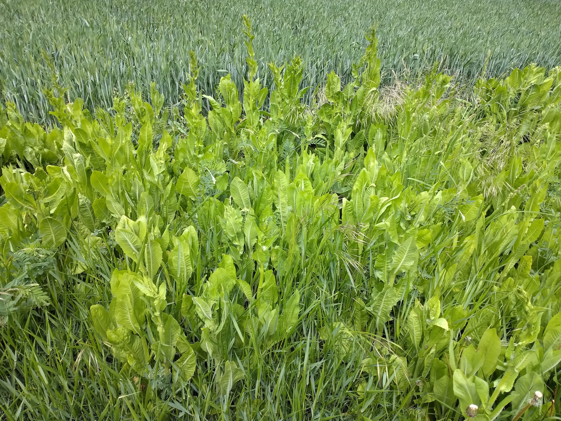 cichorium endivia NE gramatneusiedl_20260517_131739.jpg