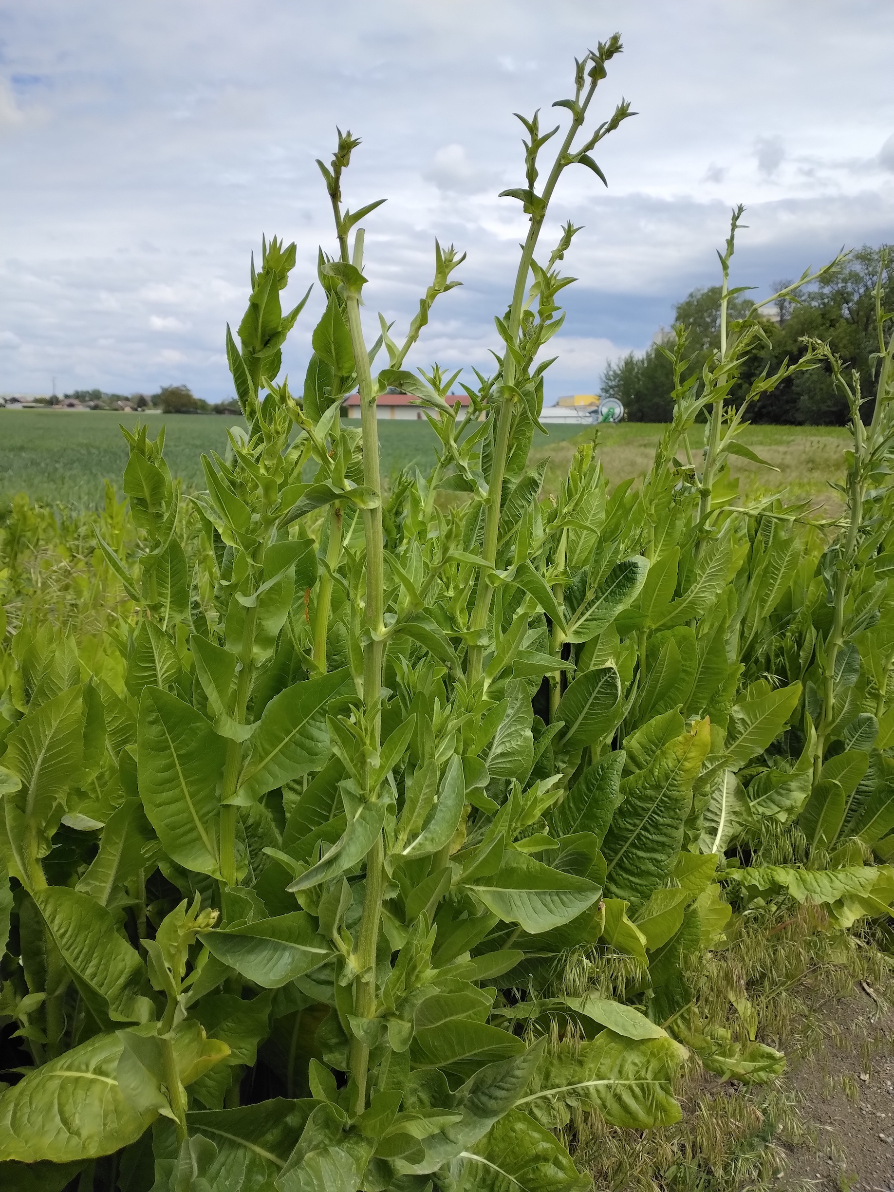 cichorium endivia NE gramatneusiedl_20260517_131732.jpg