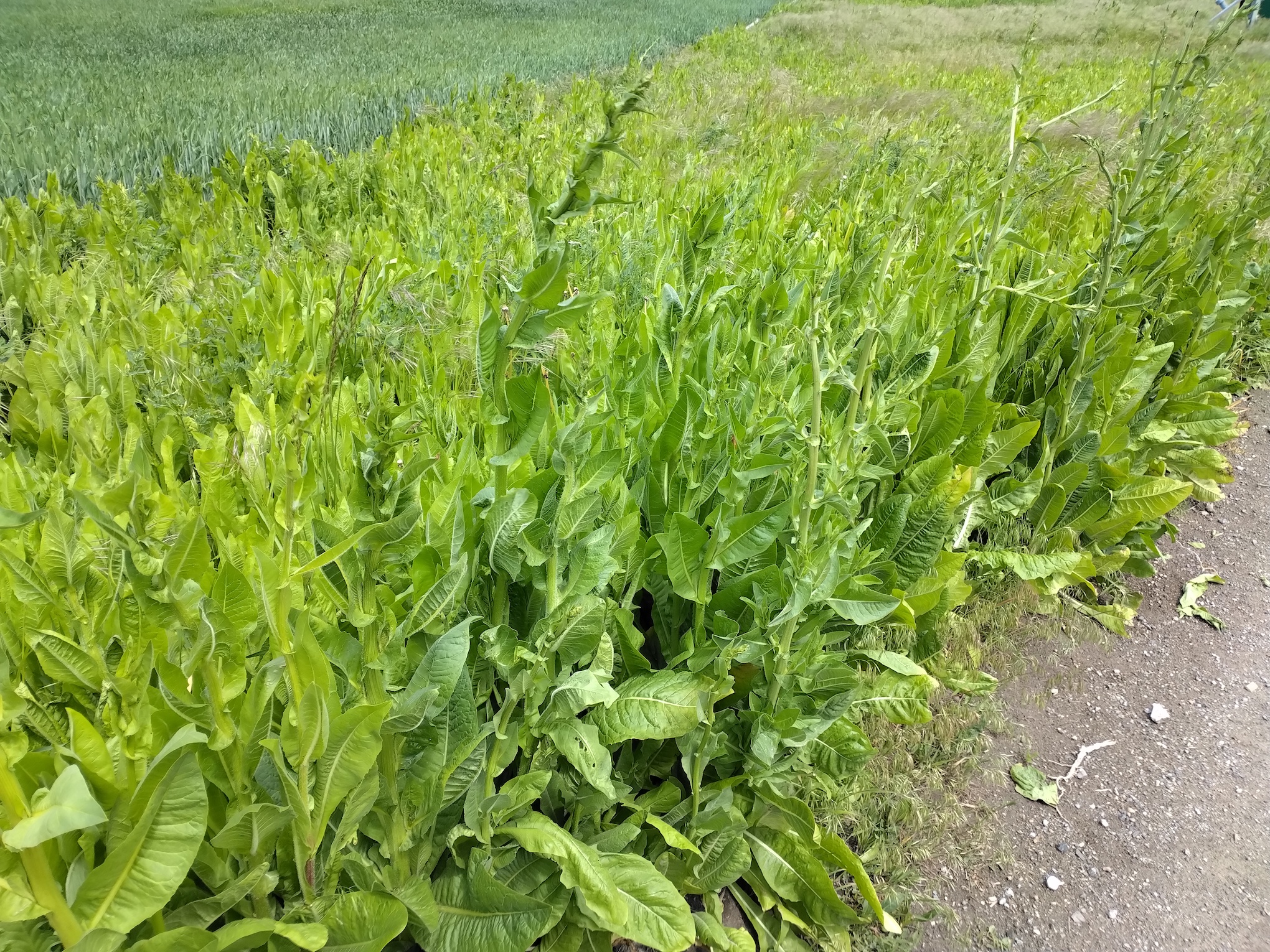 cichorium endivia NE gramatneusiedl_20260517_131728.jpg