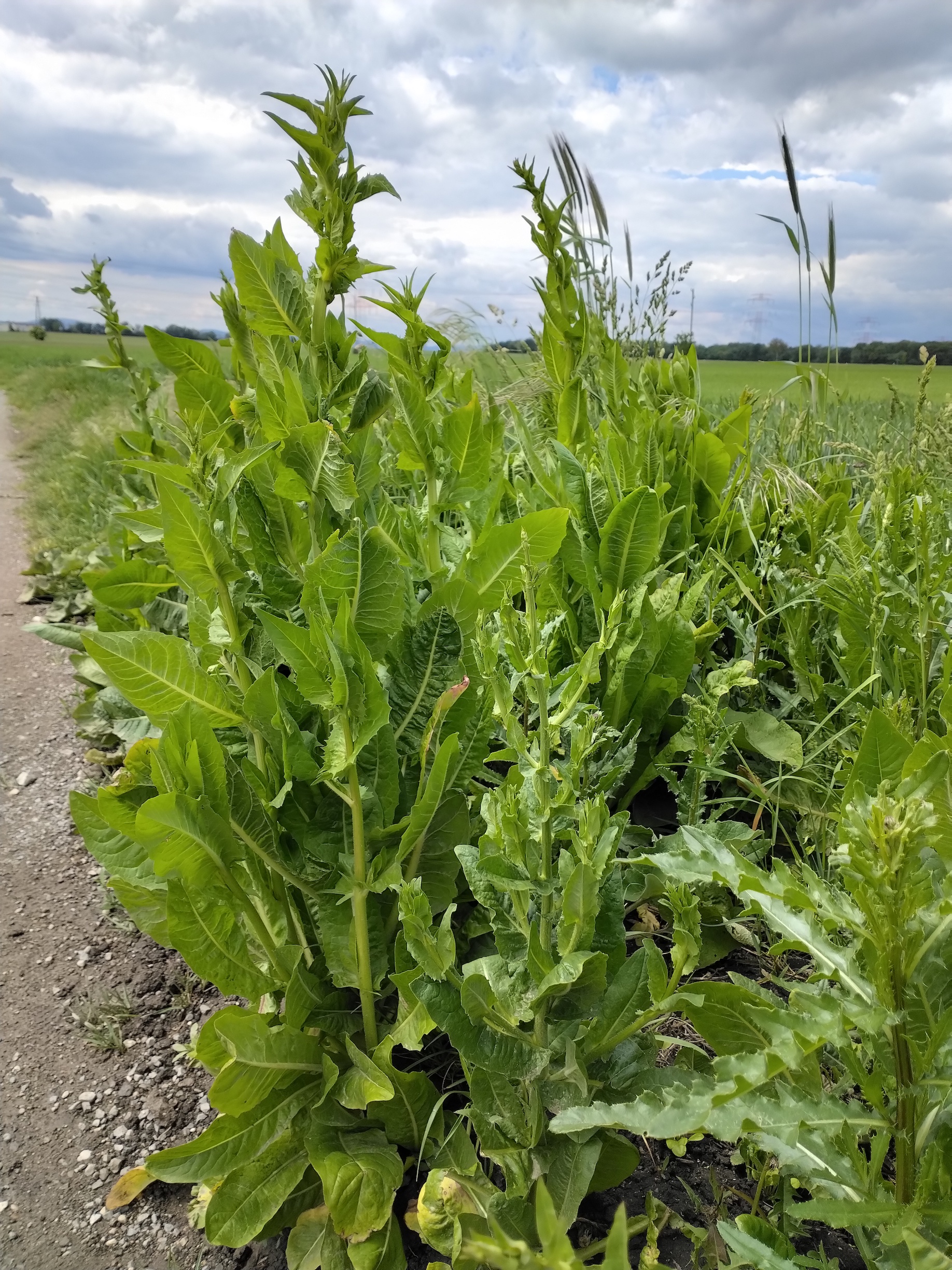 cichorium endivia NE gramatneusiedl_20260517_131748.jpg