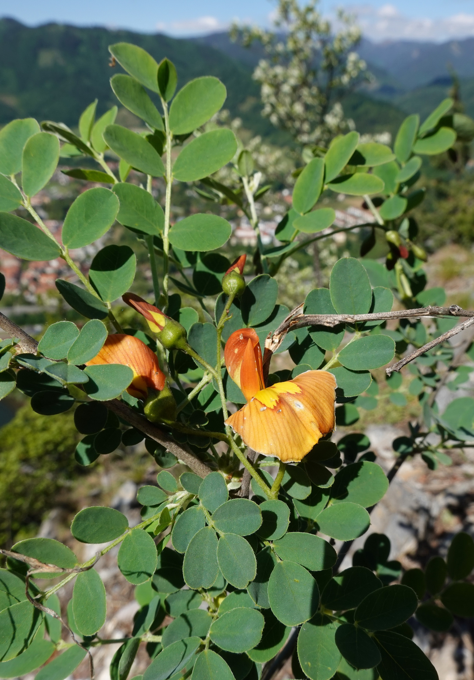 Colutea.orientalis.verw.St-Gschwendtberg.b.Frohnleiten.17.Mai.26. - Kopie.JPG