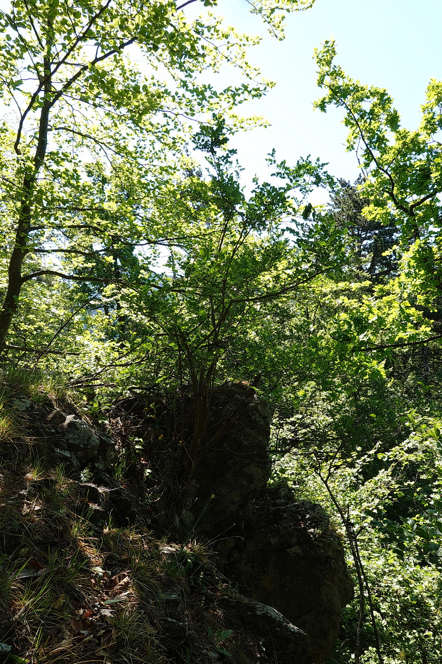 Colutea.orientalis.verw.Bildmitte.St-Gschwendtberg.b.Frohnleiten .17.Mai.26.JPG