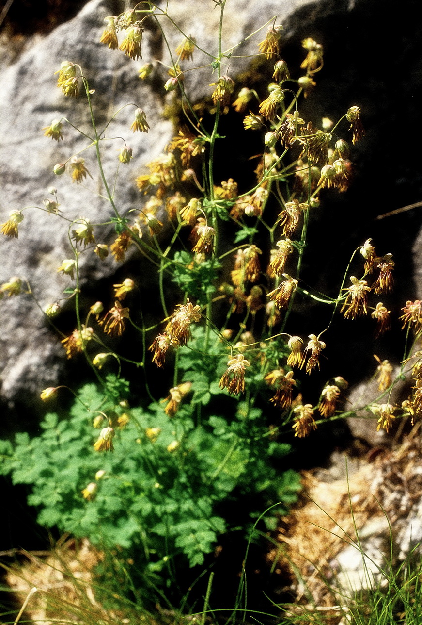 Thalictrum.foetidum.Innervillgraten.I.jpg