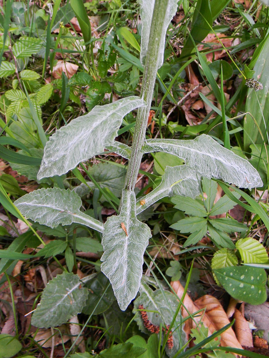 DSCN2060.JPG