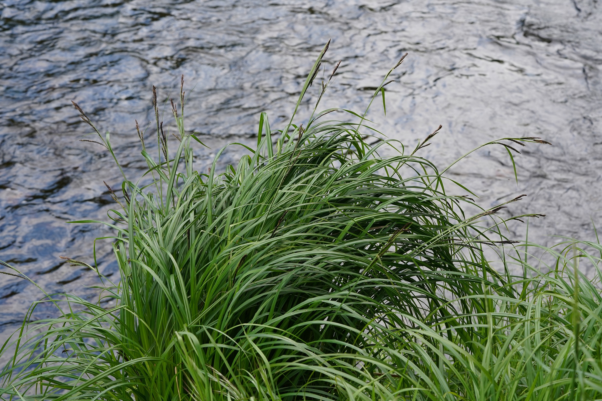 DSC08963.JPG