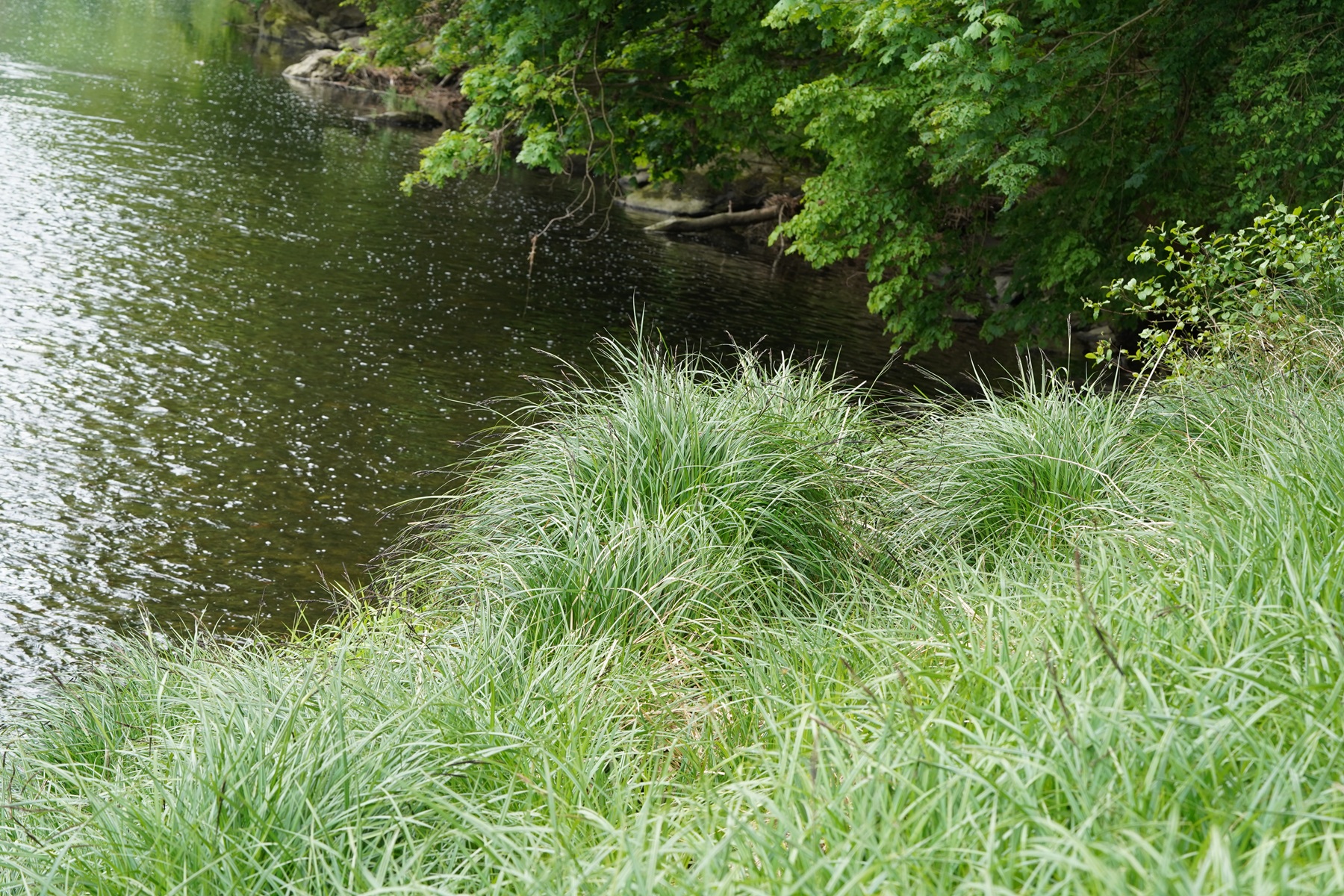 DSC08964.JPG