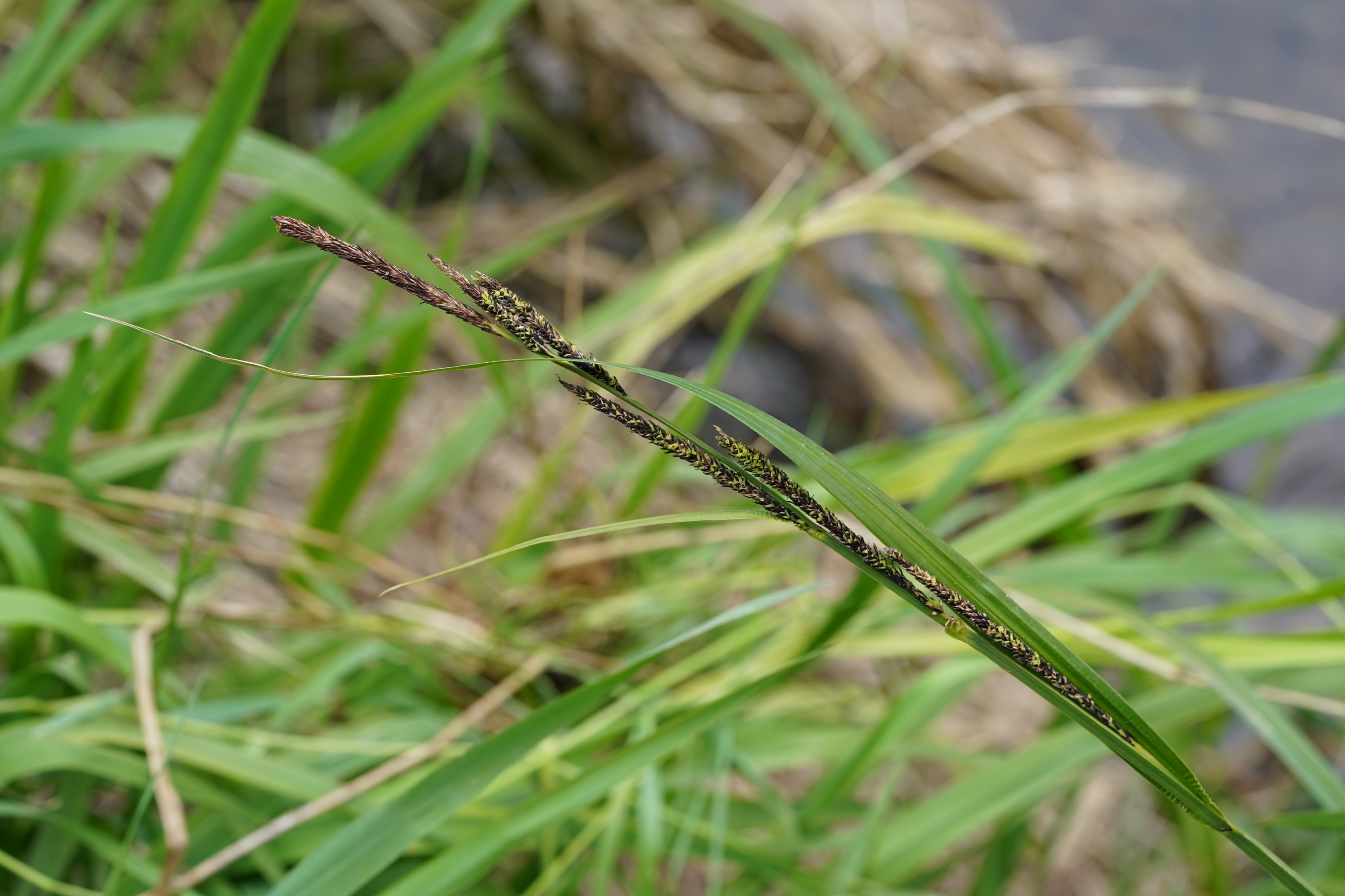 DSC08970.JPG