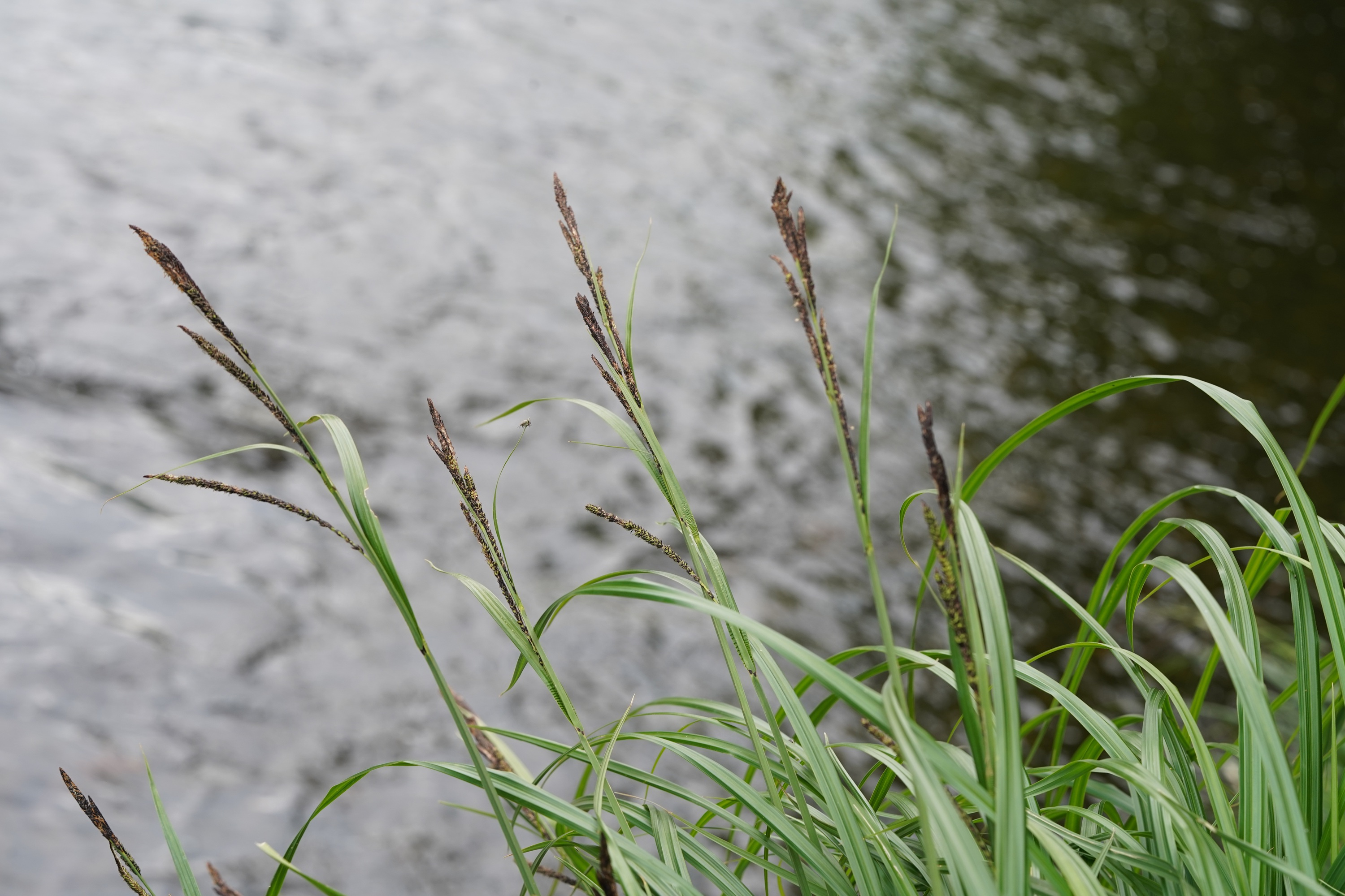 DSC08973.JPG