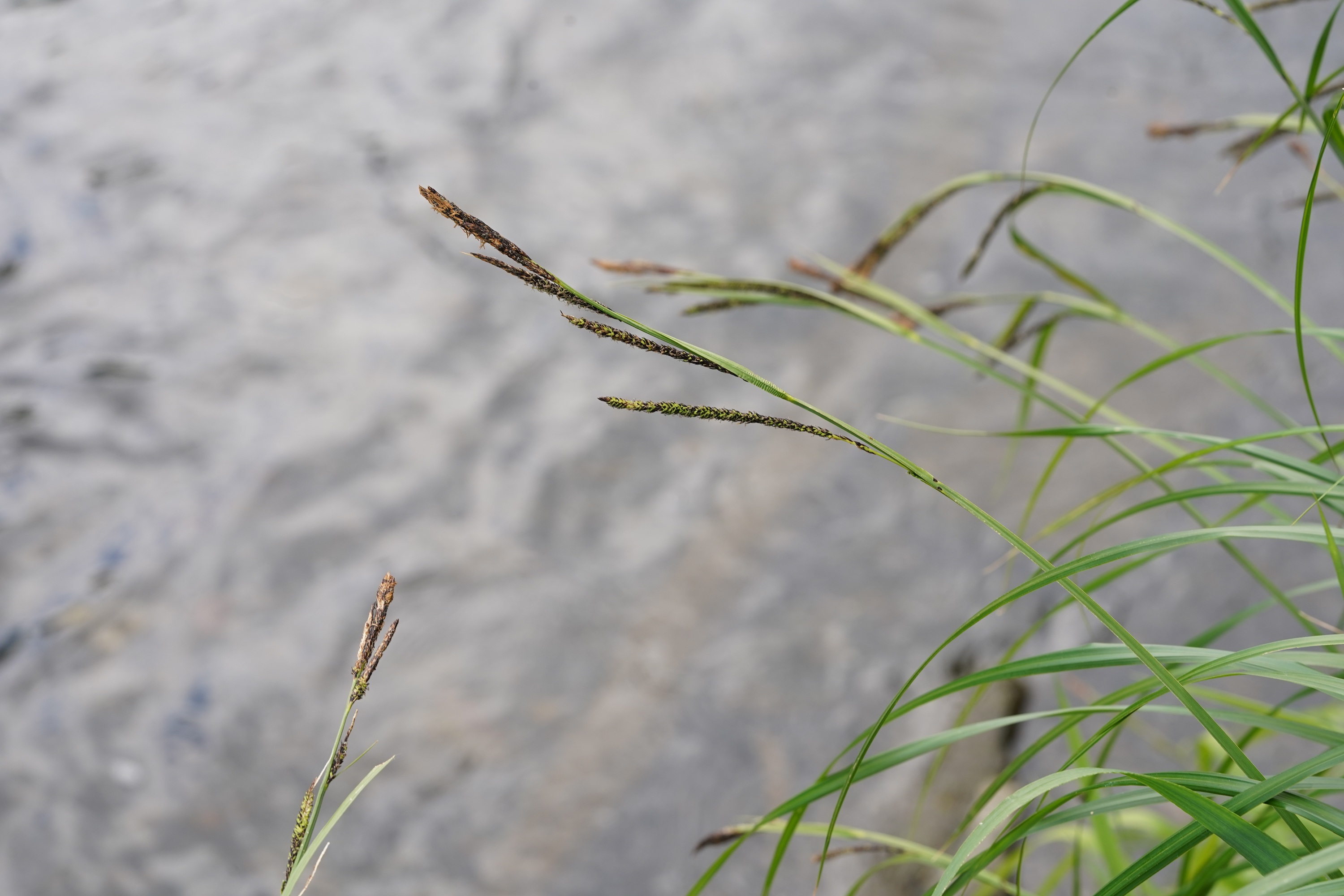 DSC08974.JPG