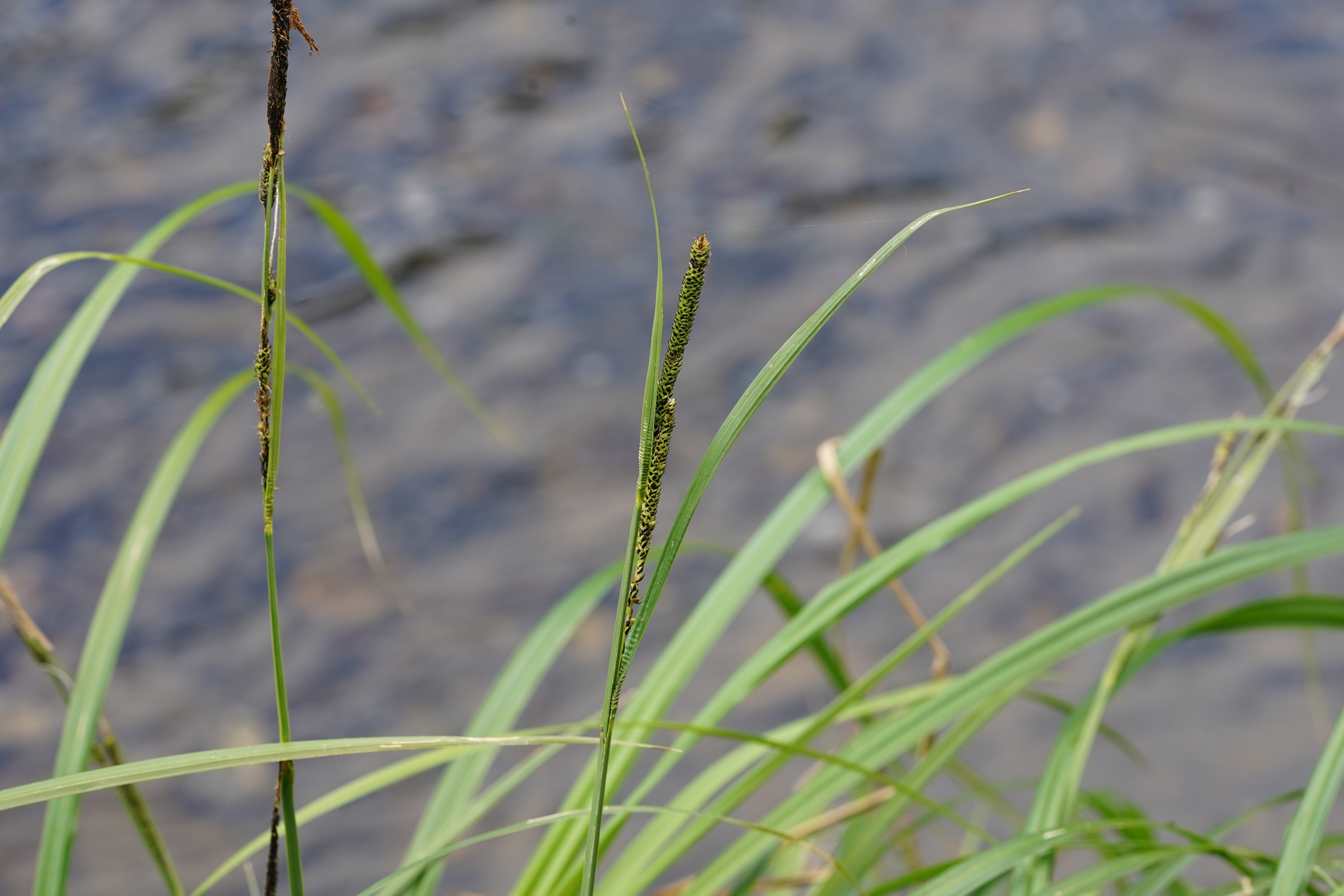 DSC08976.JPG
