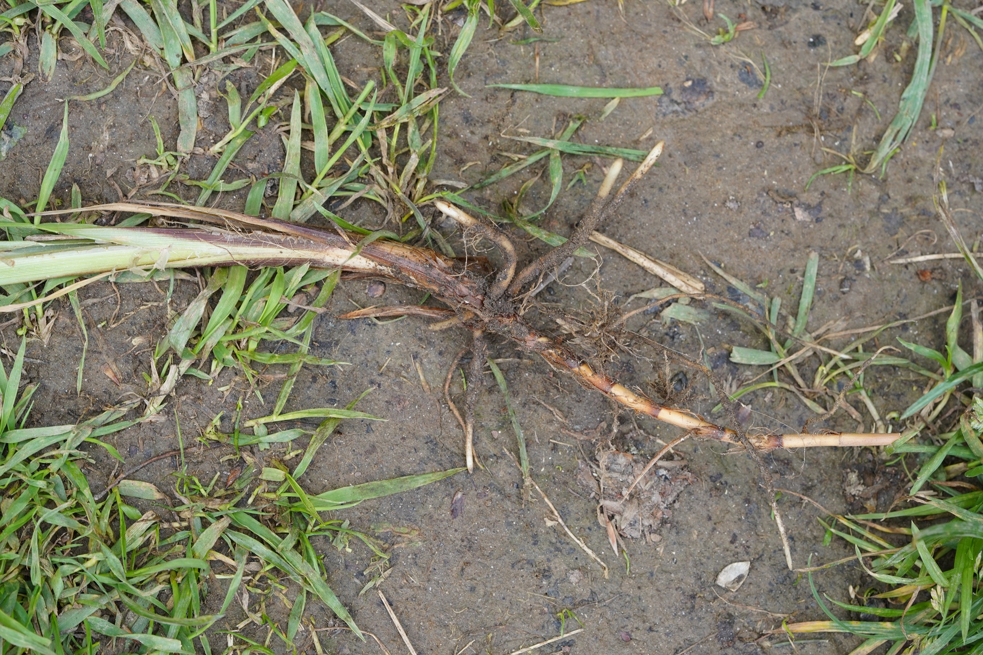 DSC08987.JPG