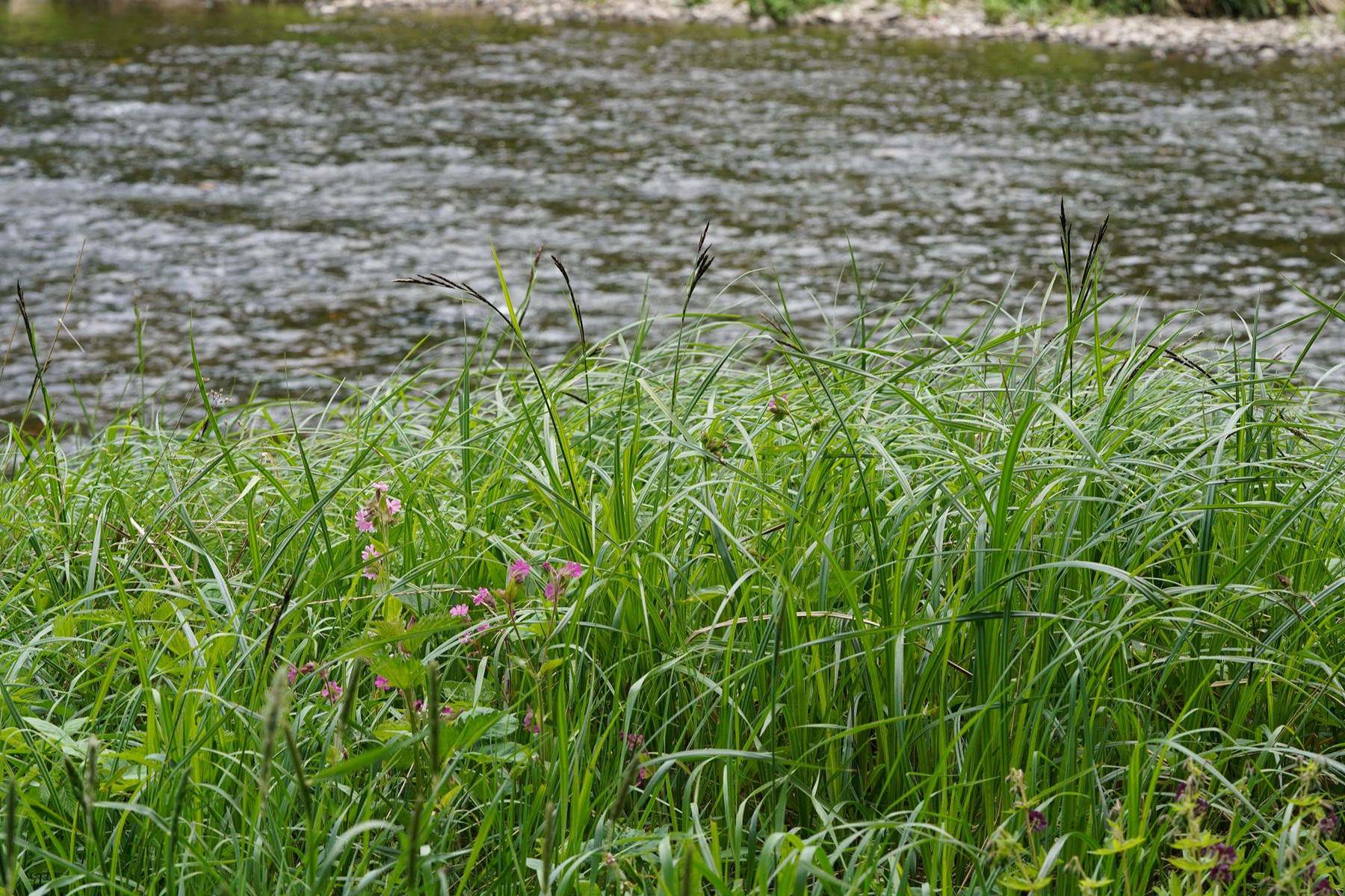 DSC08994.JPG