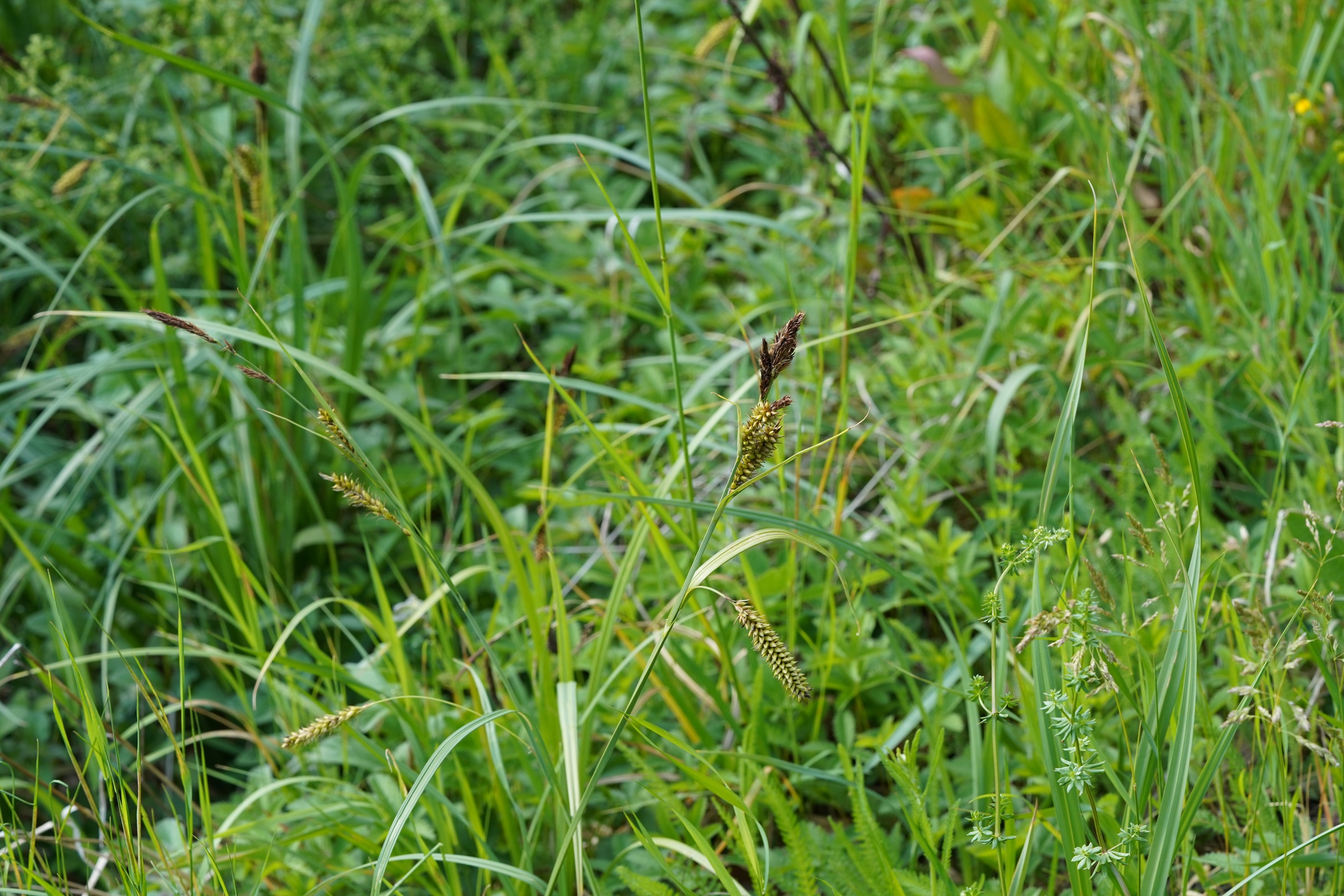 DSC08755.JPG