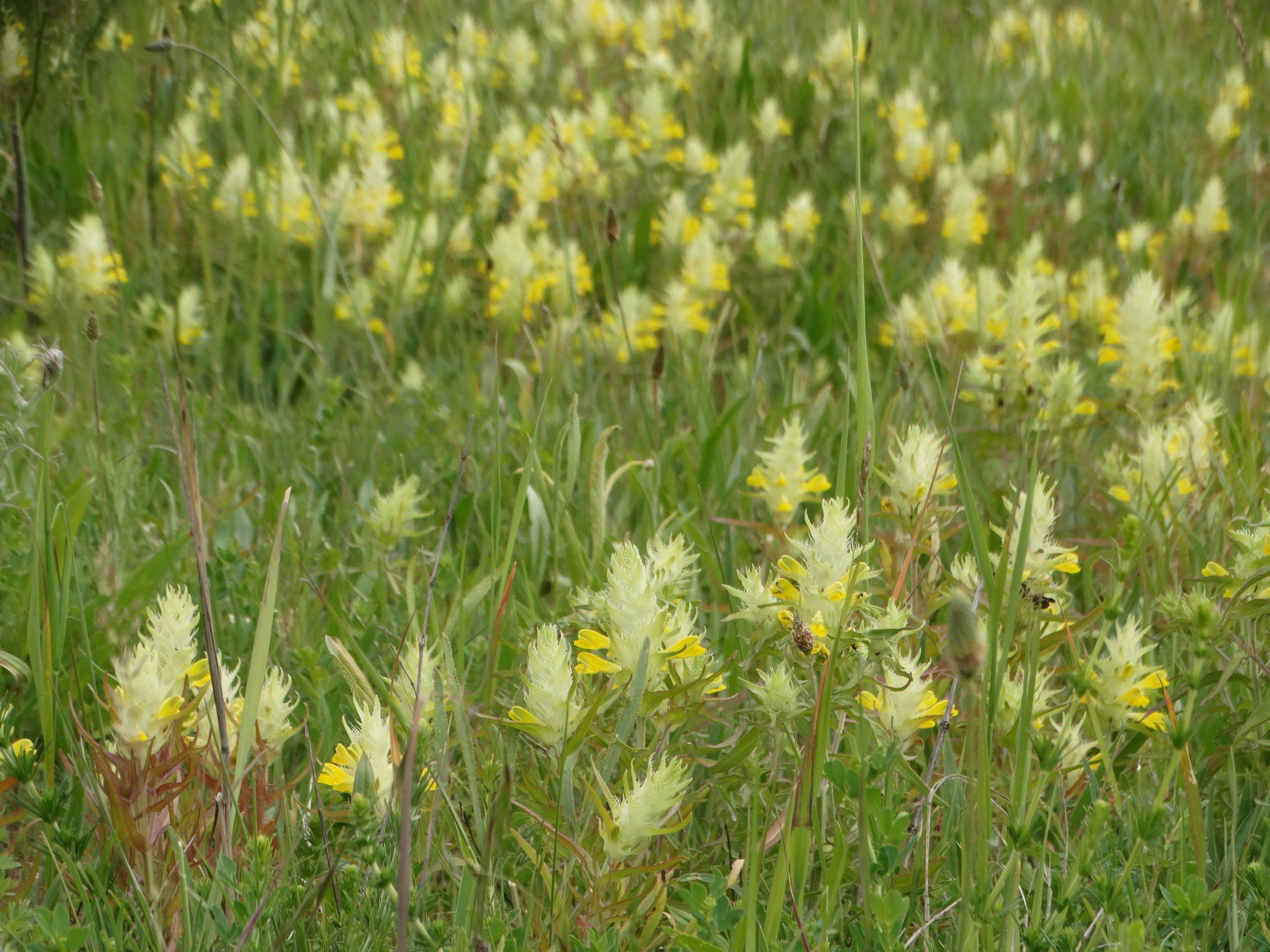 DSC02705 melampyrum barbatum, 2026-05-17.jpg