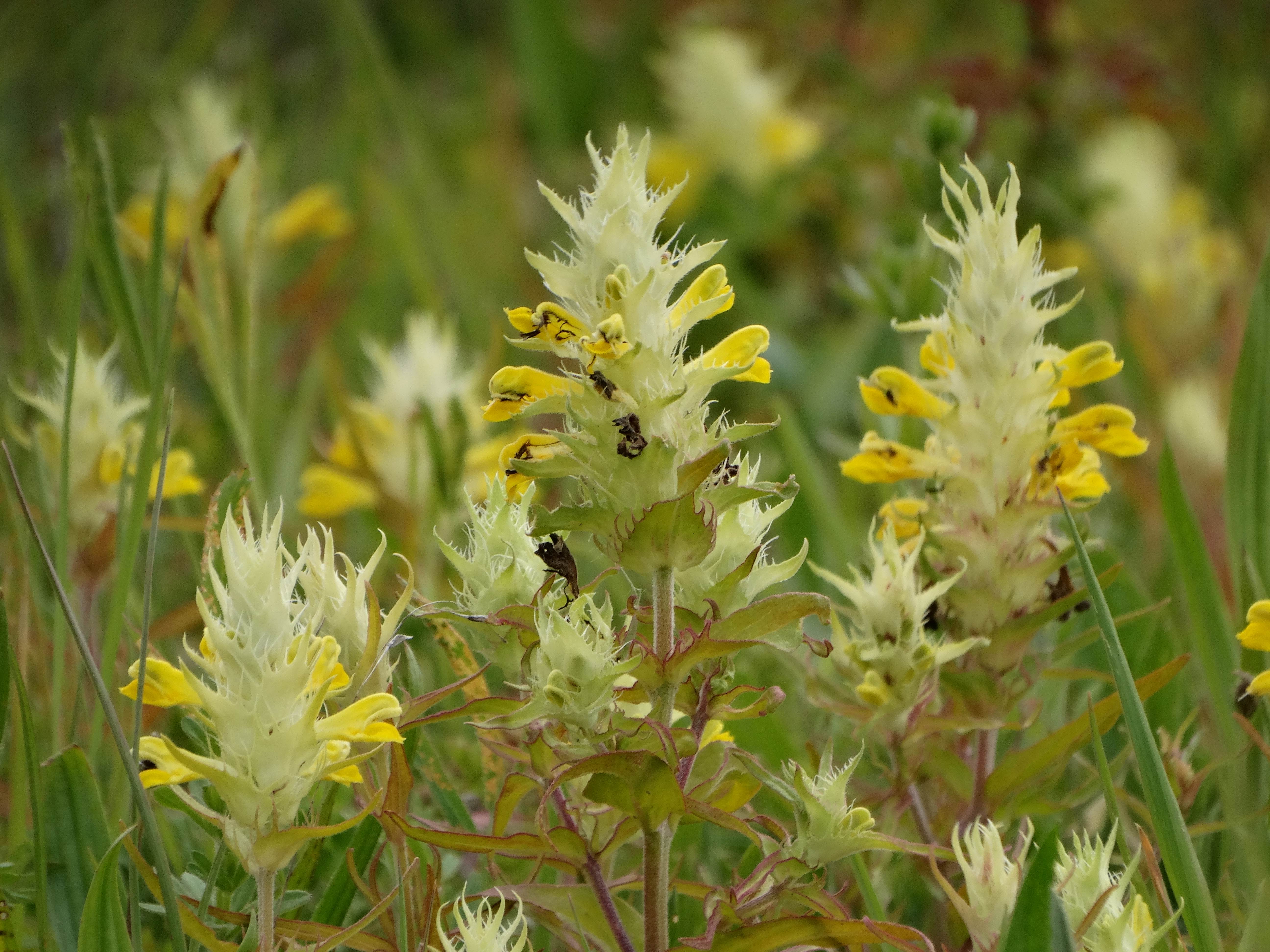 DSC02707 melampyrum barbatum, 2026-05-17.jpg