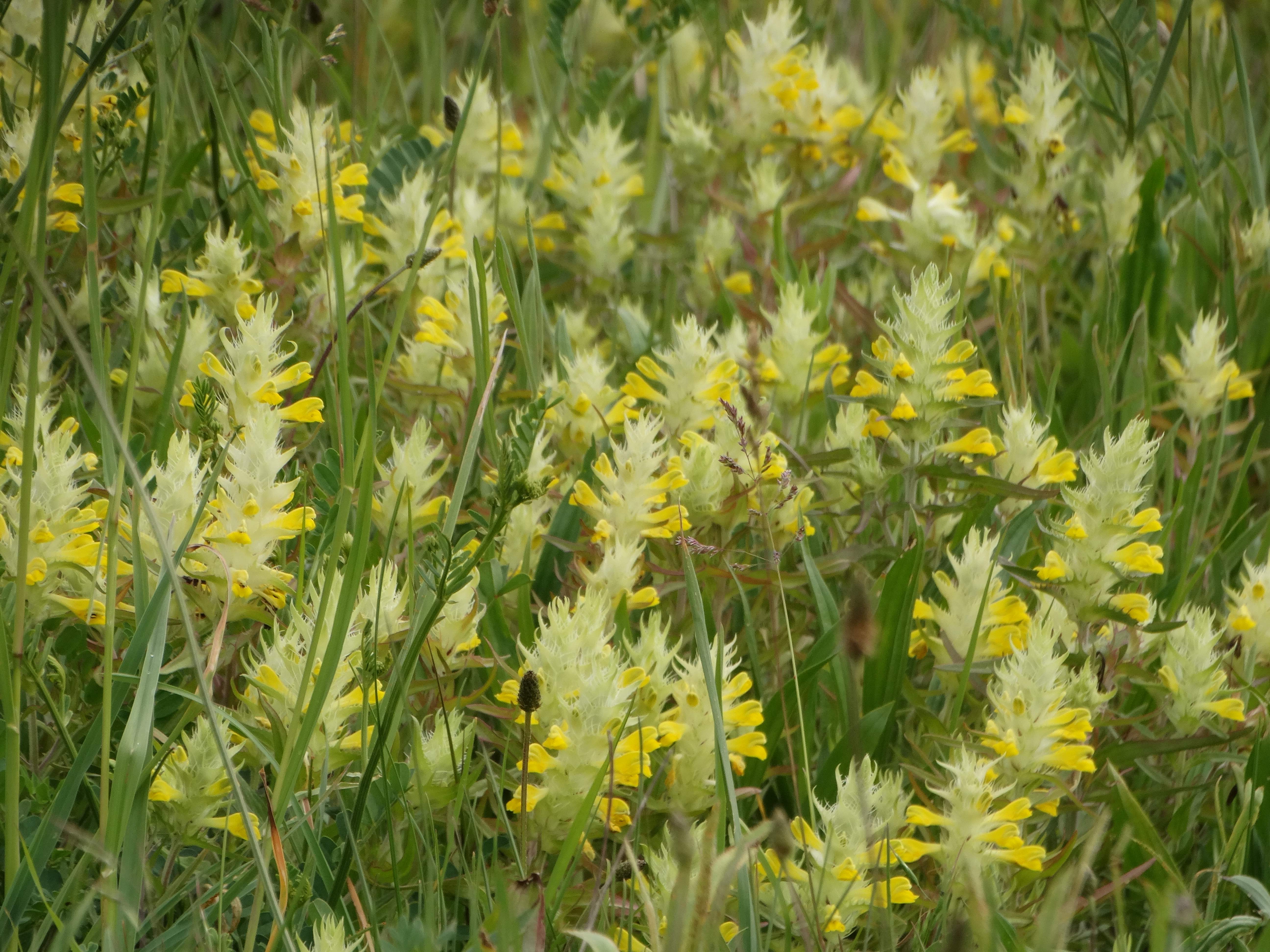 DSC02709 melampyrum barbatum, 2026-05-17.jpg