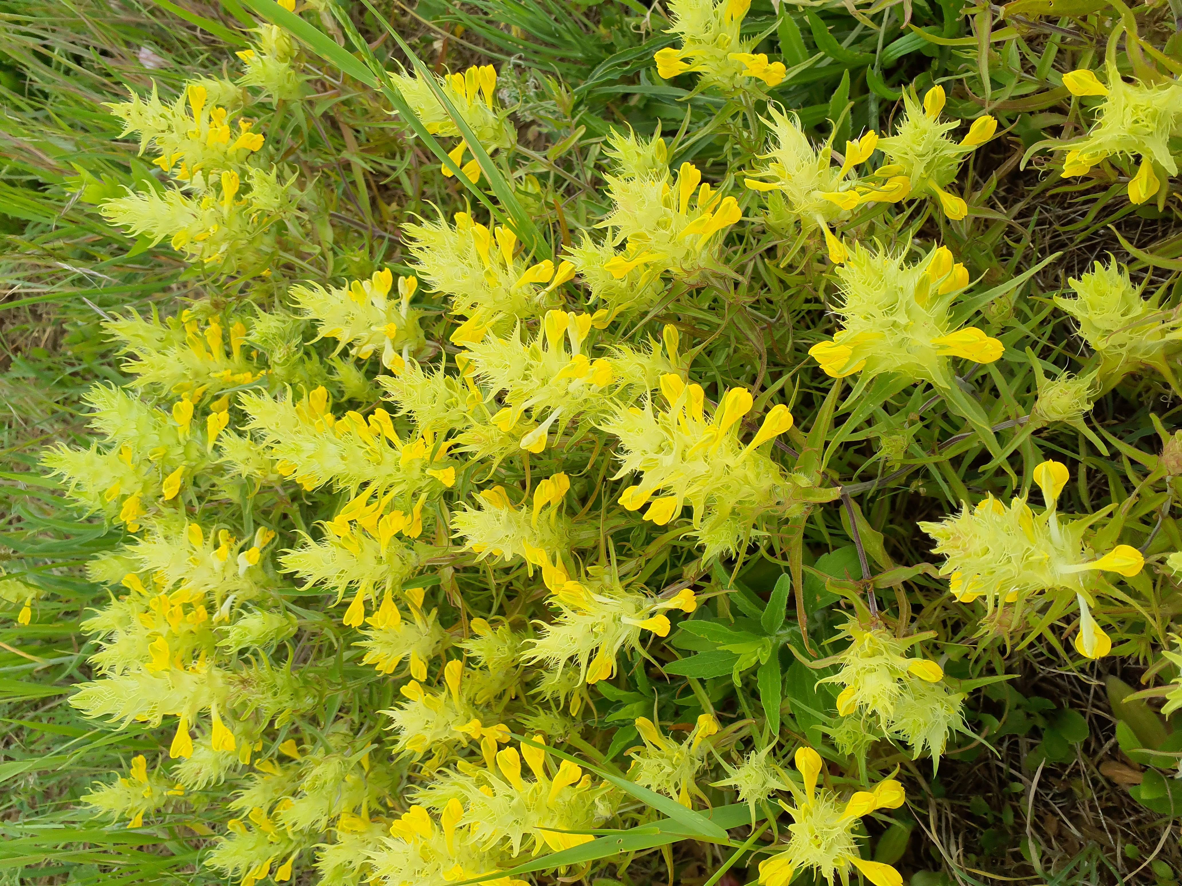 IMG_20260517_144350 melampyrum barbatum, 2026-05-17.jpg