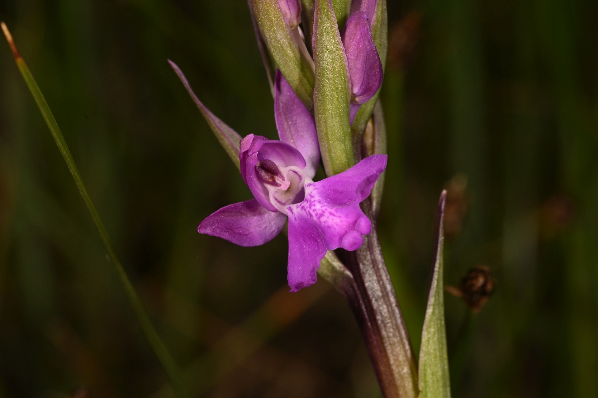 DSC_2865.jpg