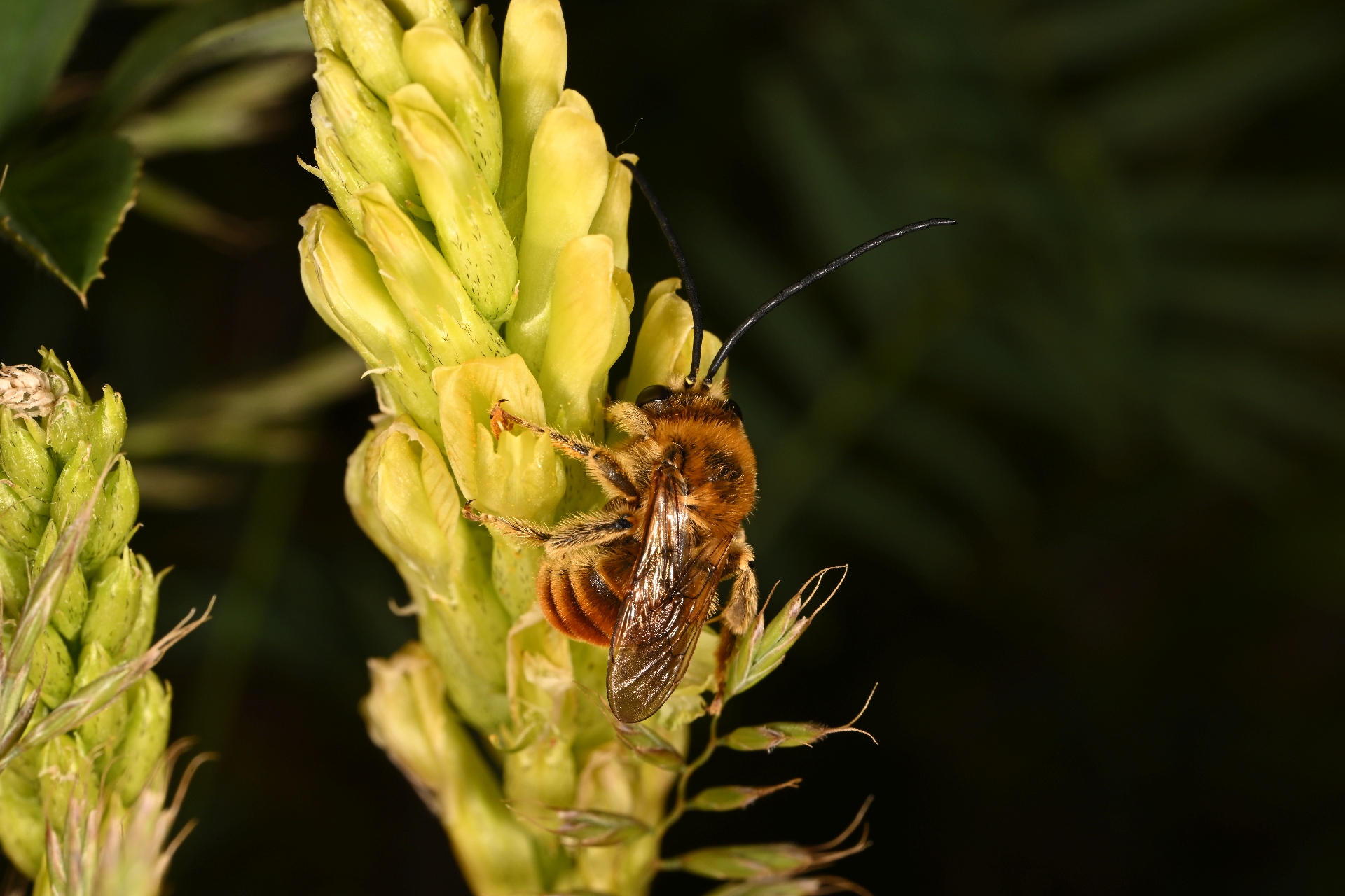 DSC_3106.jpg