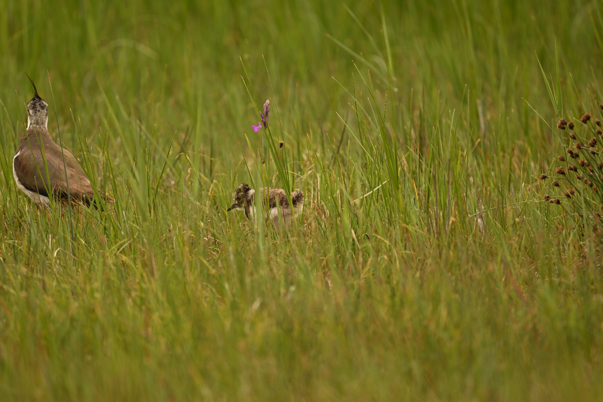 DSC_3161.jpg