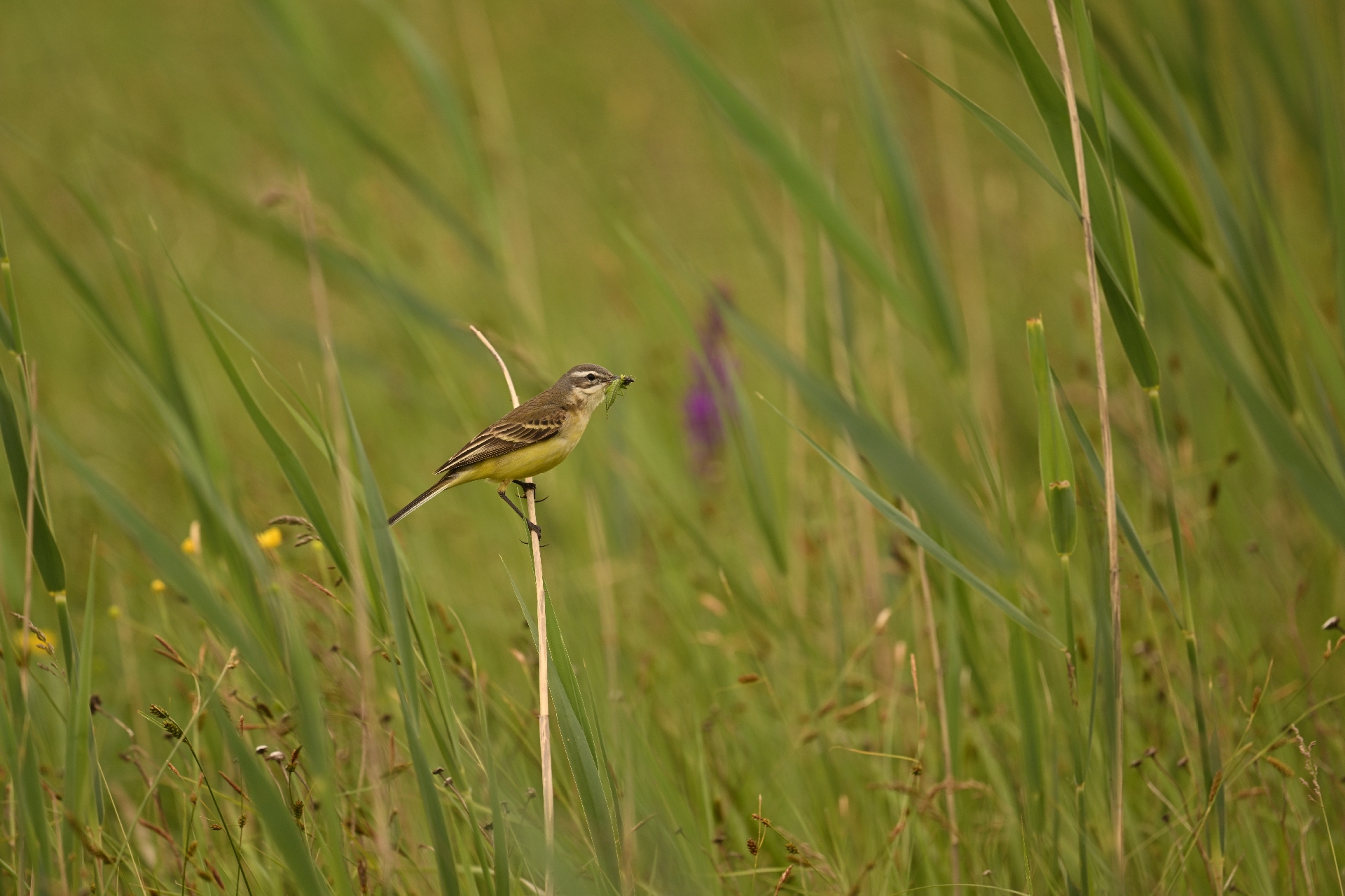 DSC_3236.jpg