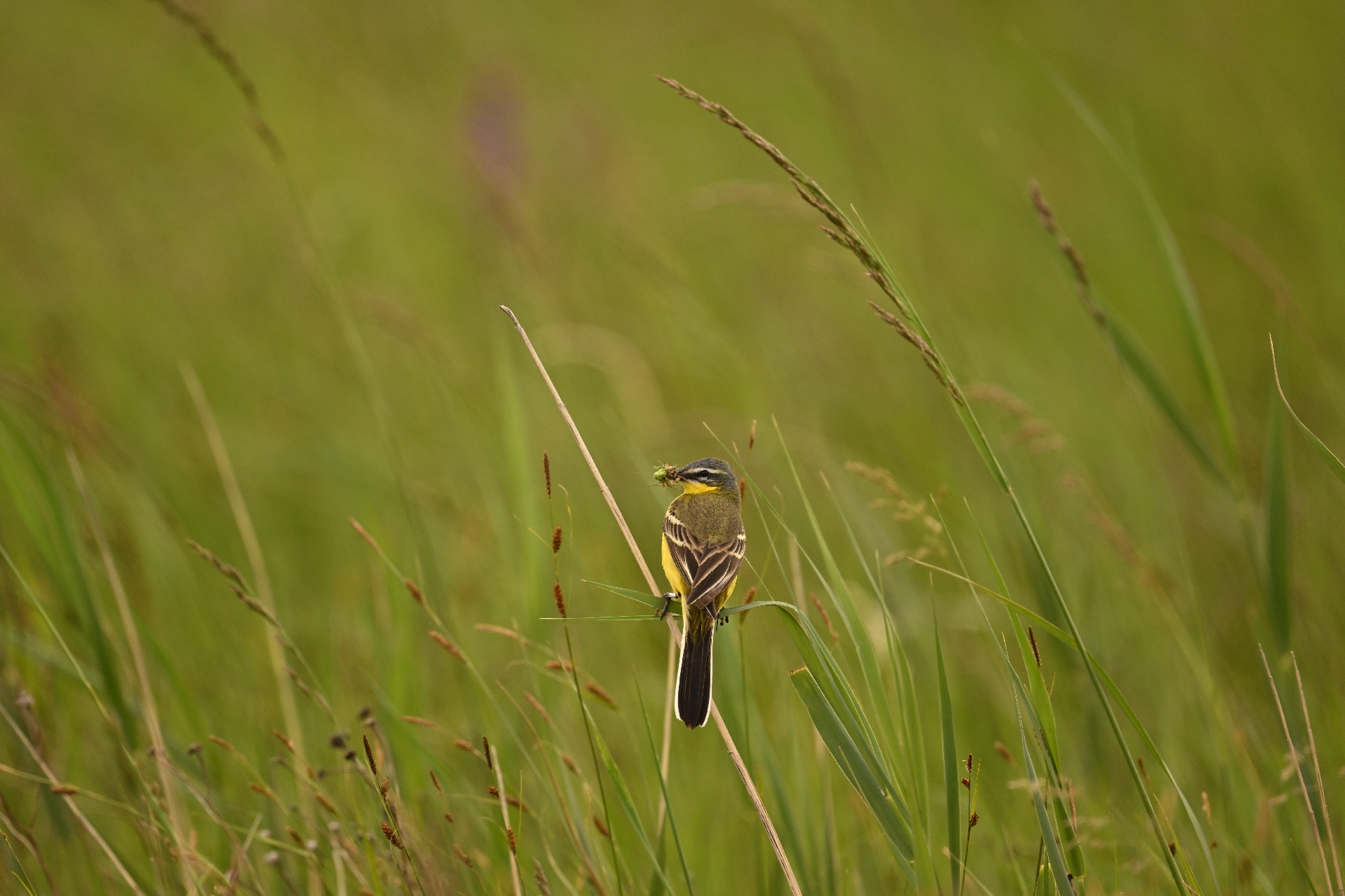 DSC_3269.jpg