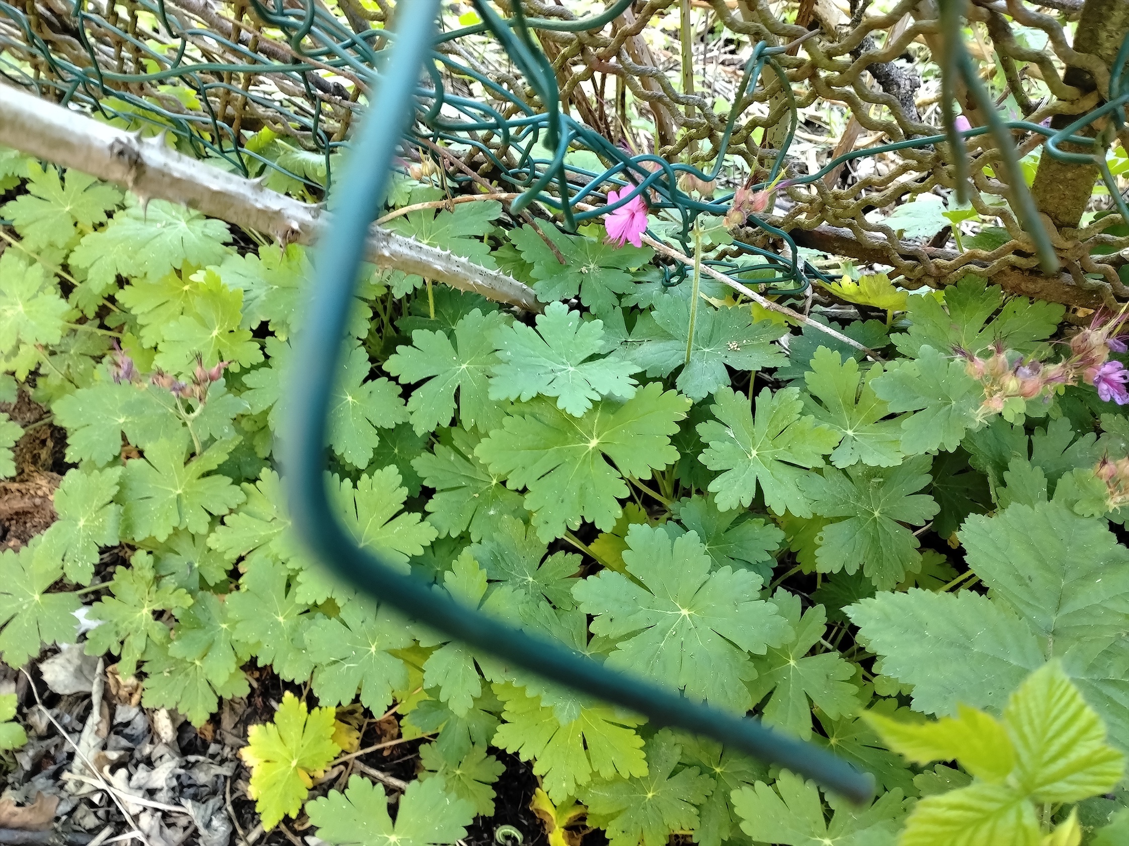 geranium macrorrhizum karlgrabenstraße kult. unter-purkersdorf_20260523_104546 Kopie.jpg