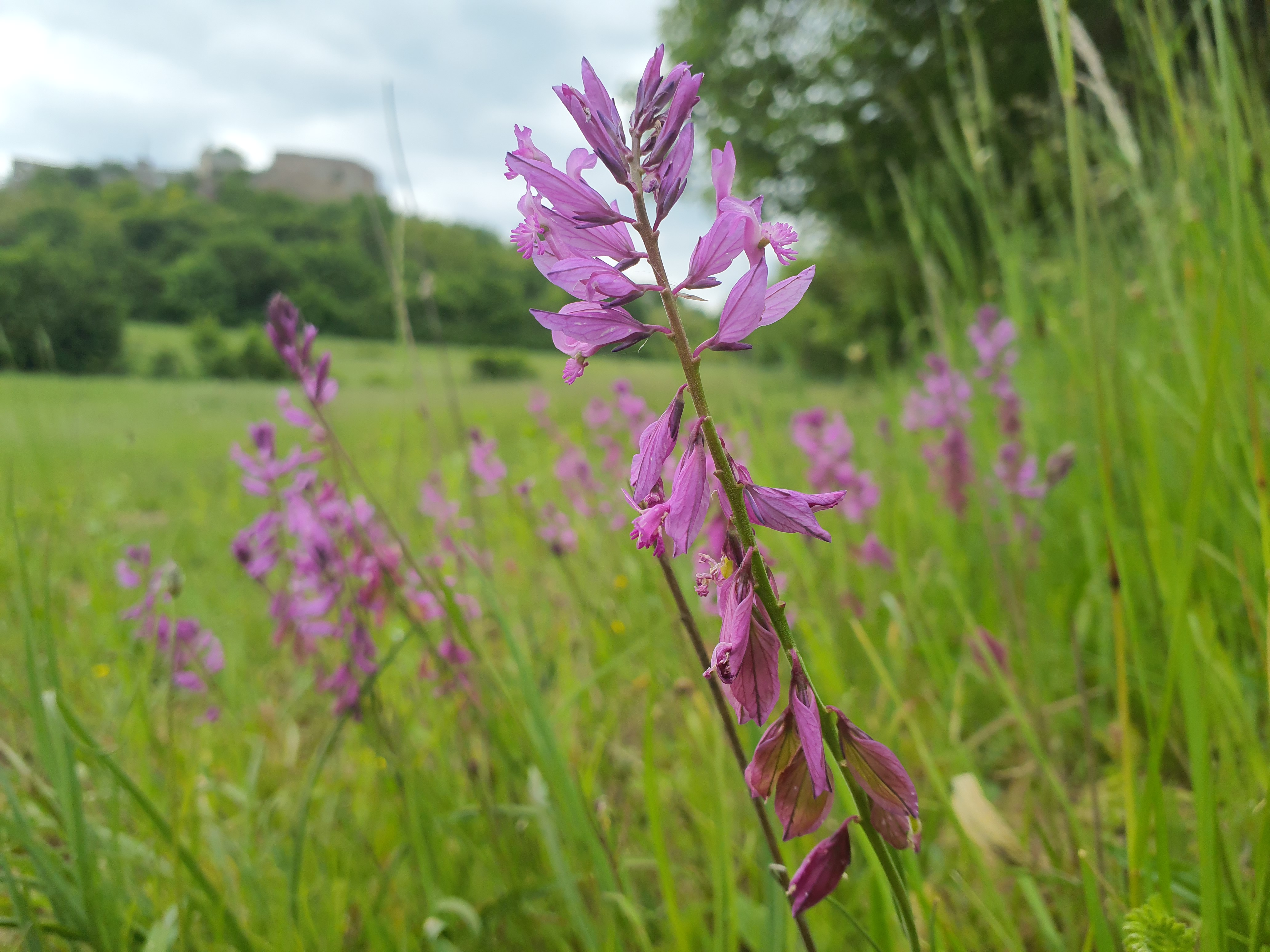 IMG_20260522_131731 falkenstein 2026-05-22 polygala major.jpg