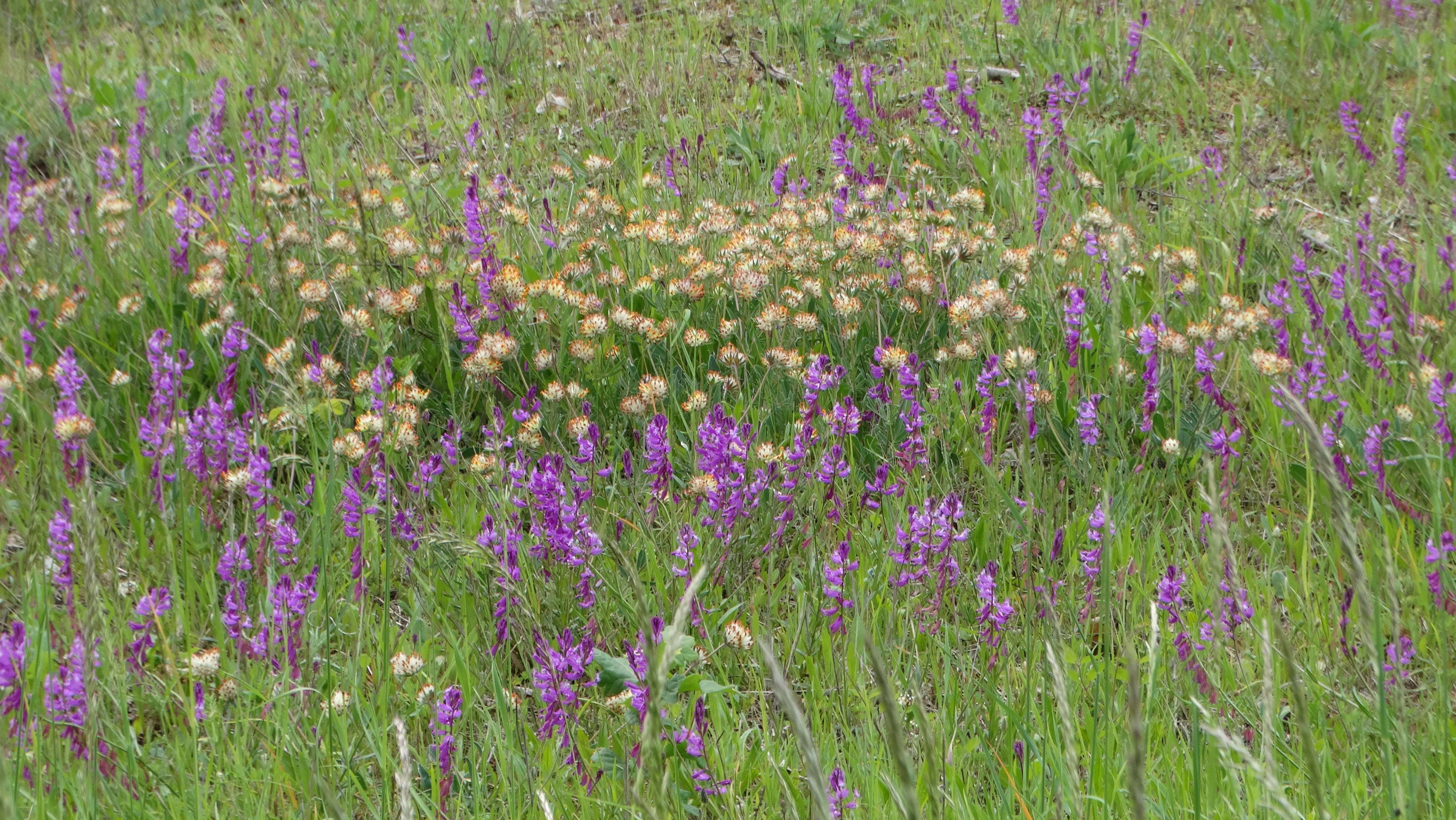 DSC02957 falkenstein 2026-05-22 polygala major, anthyllis vulneraria.jpg