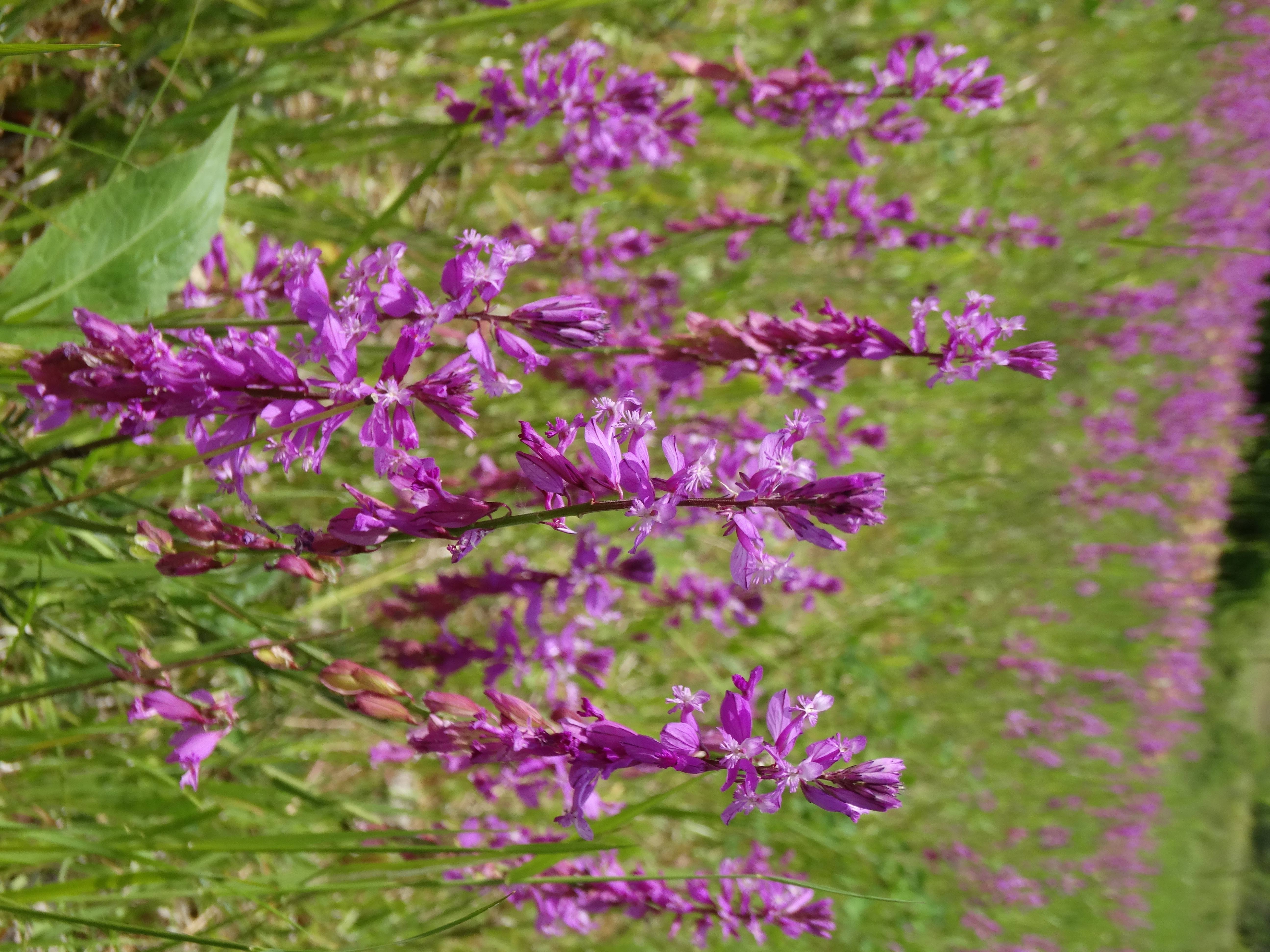 DSC02959 falkenstein 2026-05-22 polygala major.jpg
