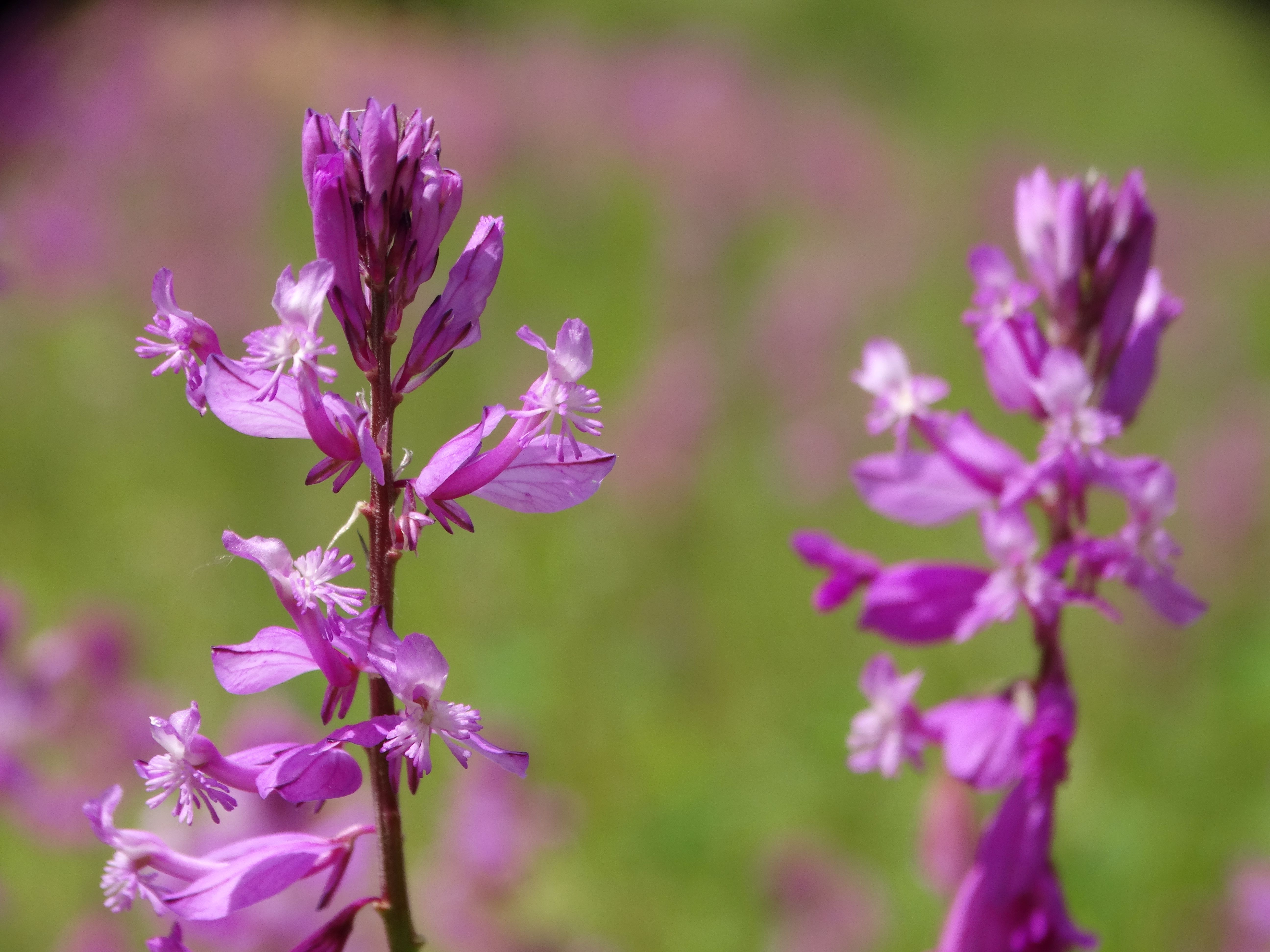 DSC02960 falkenstein 2026-05-22 polygala major.jpg