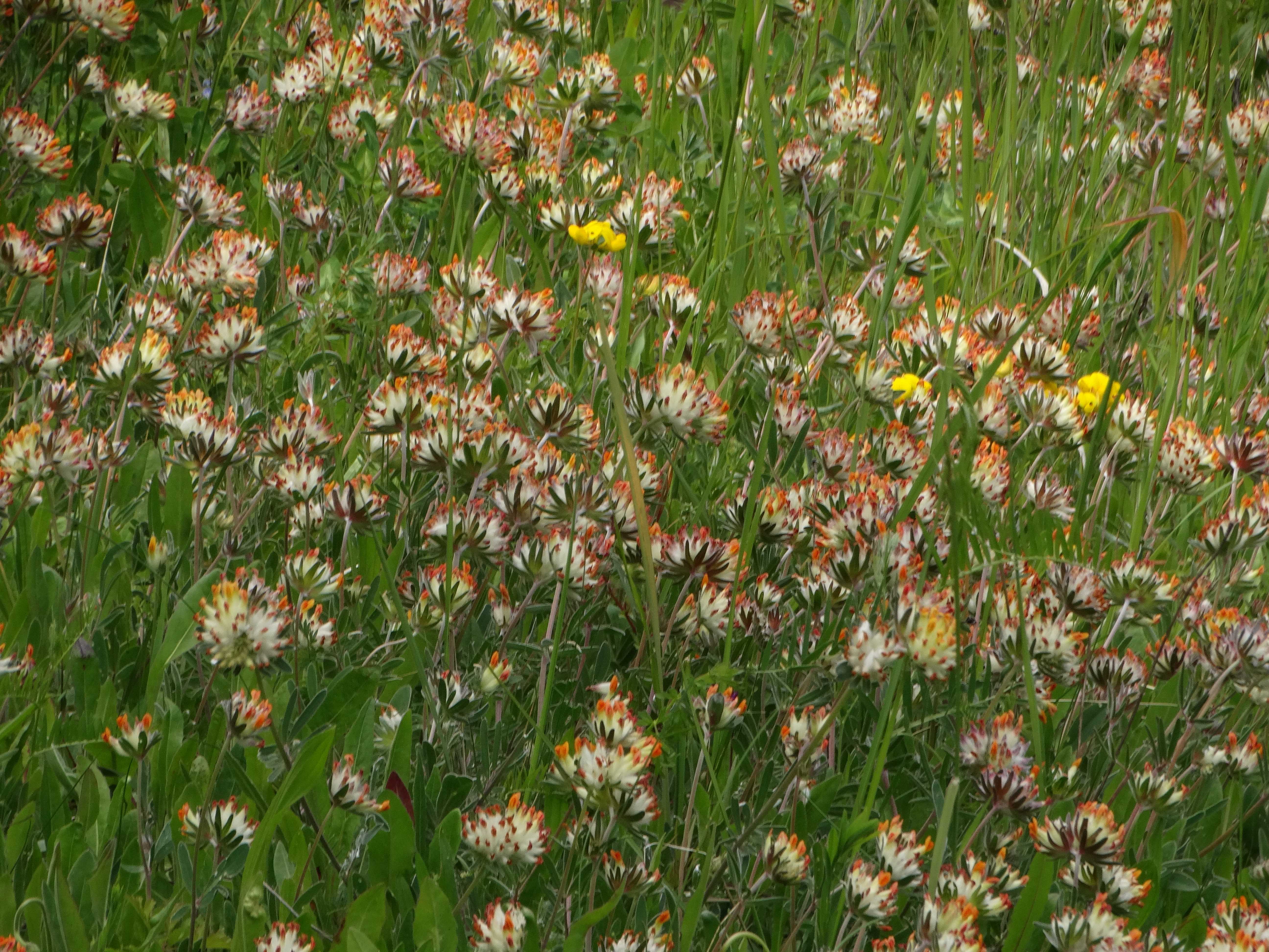 DSC03023 falkenstein 2026-05-22 anthyllis vulneraria.jpg