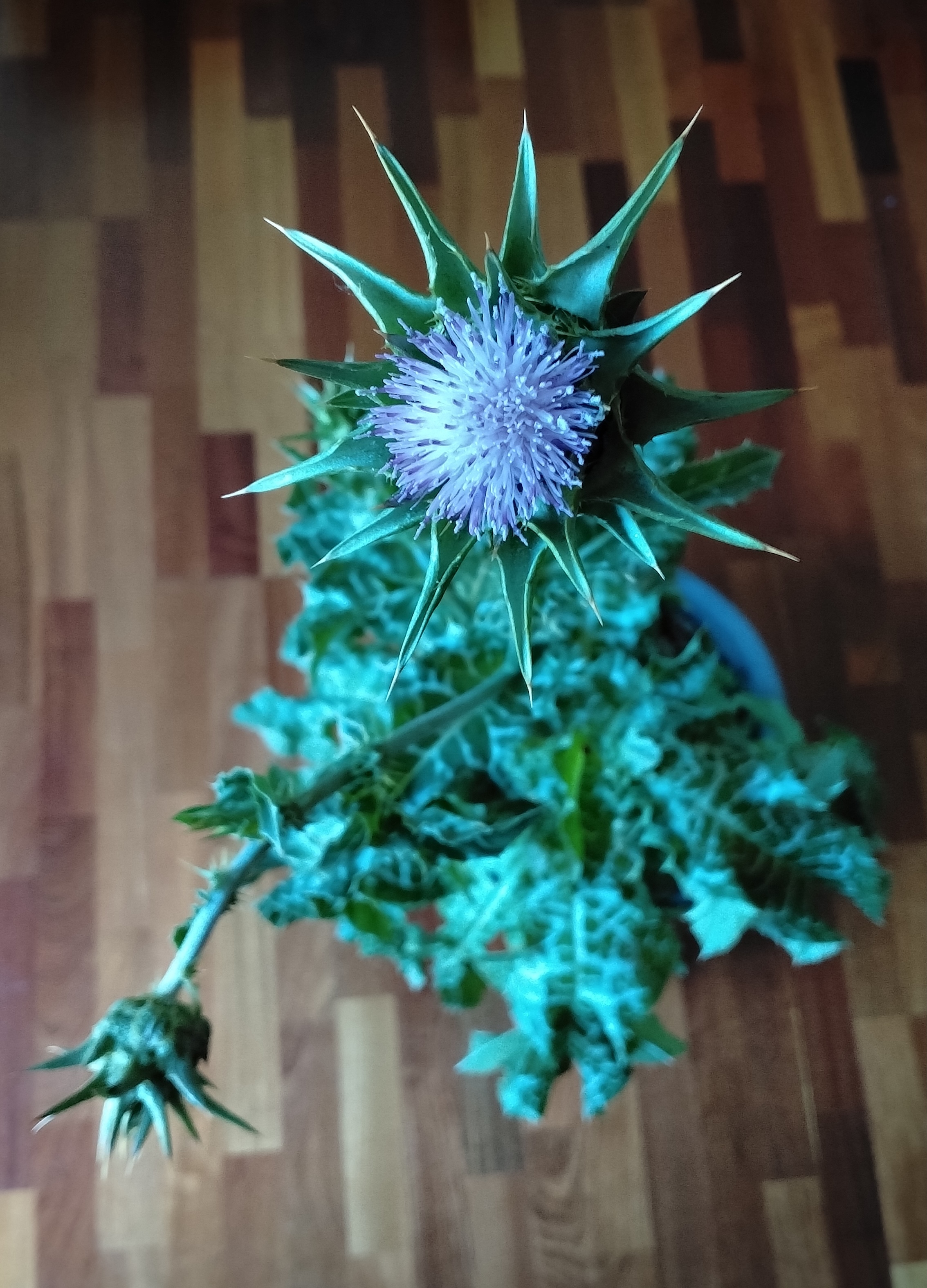 silybum marianum kult. 4468.jpg