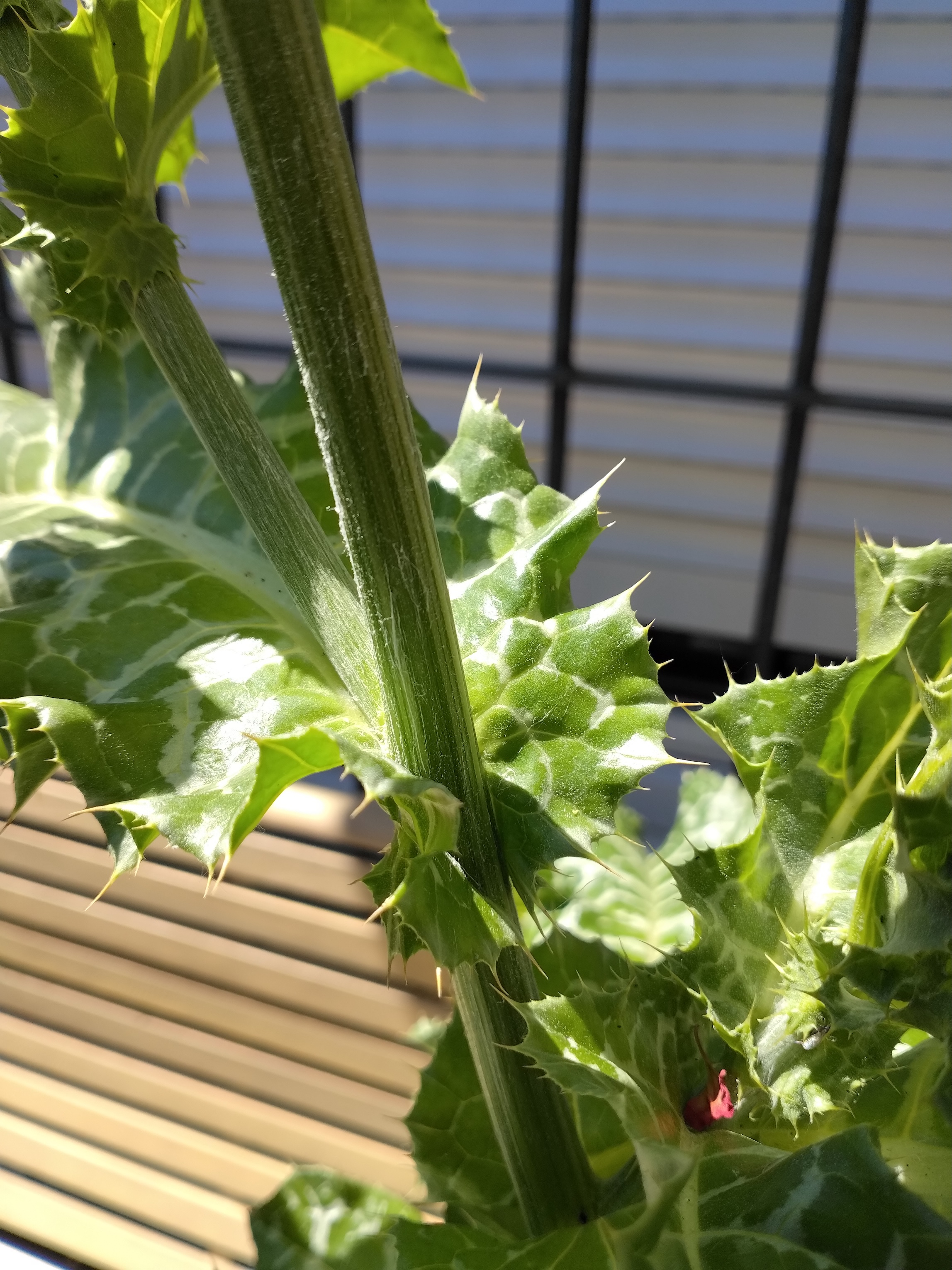 silybum marianum kult. 4463.jpg