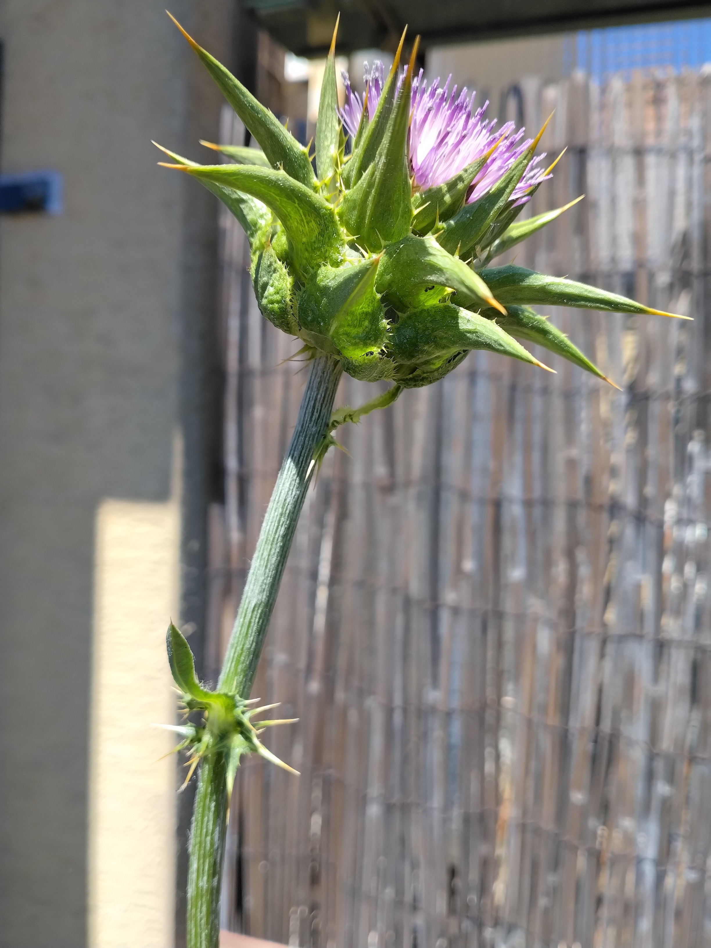 silybum marianum kult. 4462.jpg