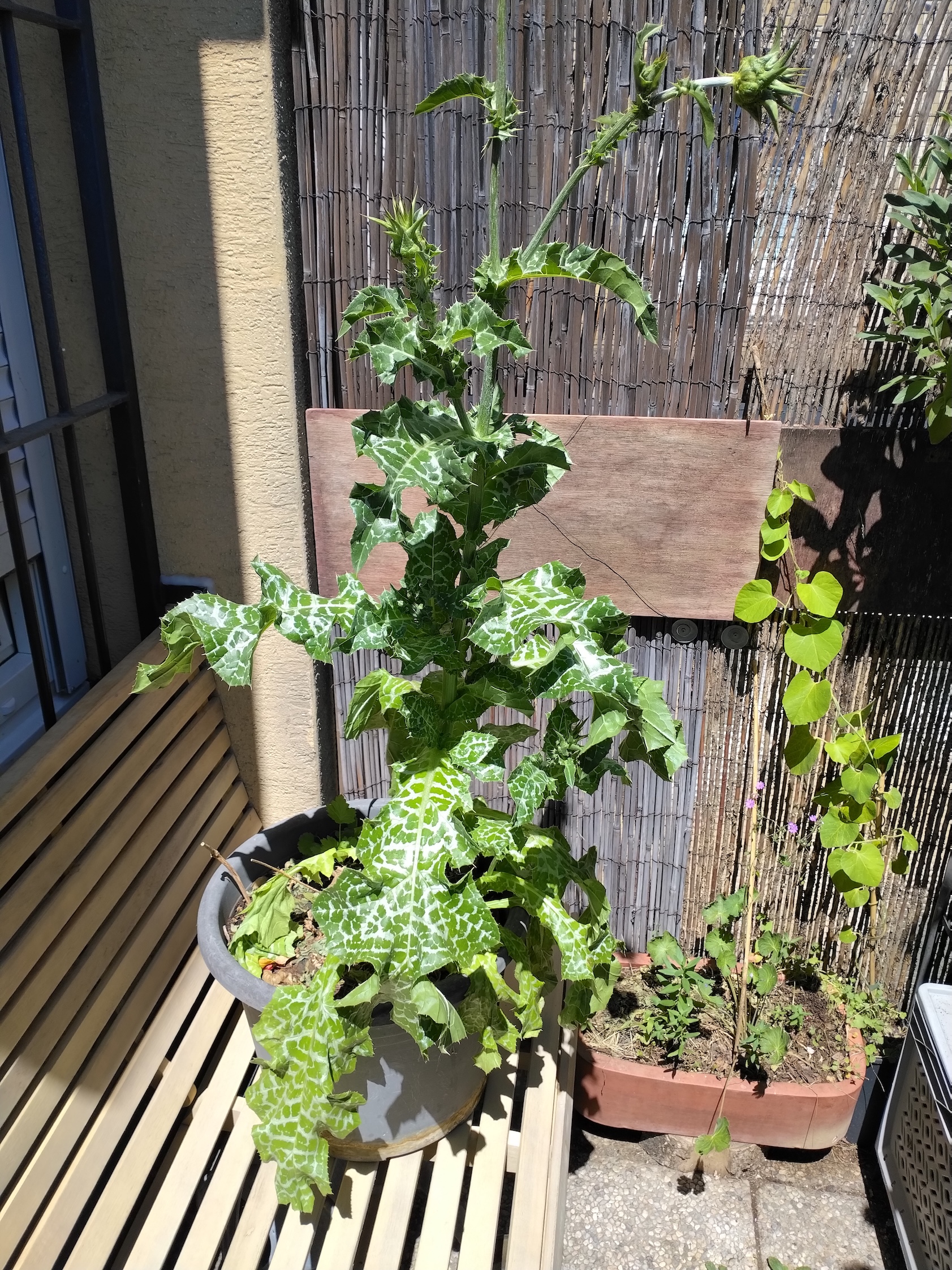 silybum marianum kult. 4461.jpg