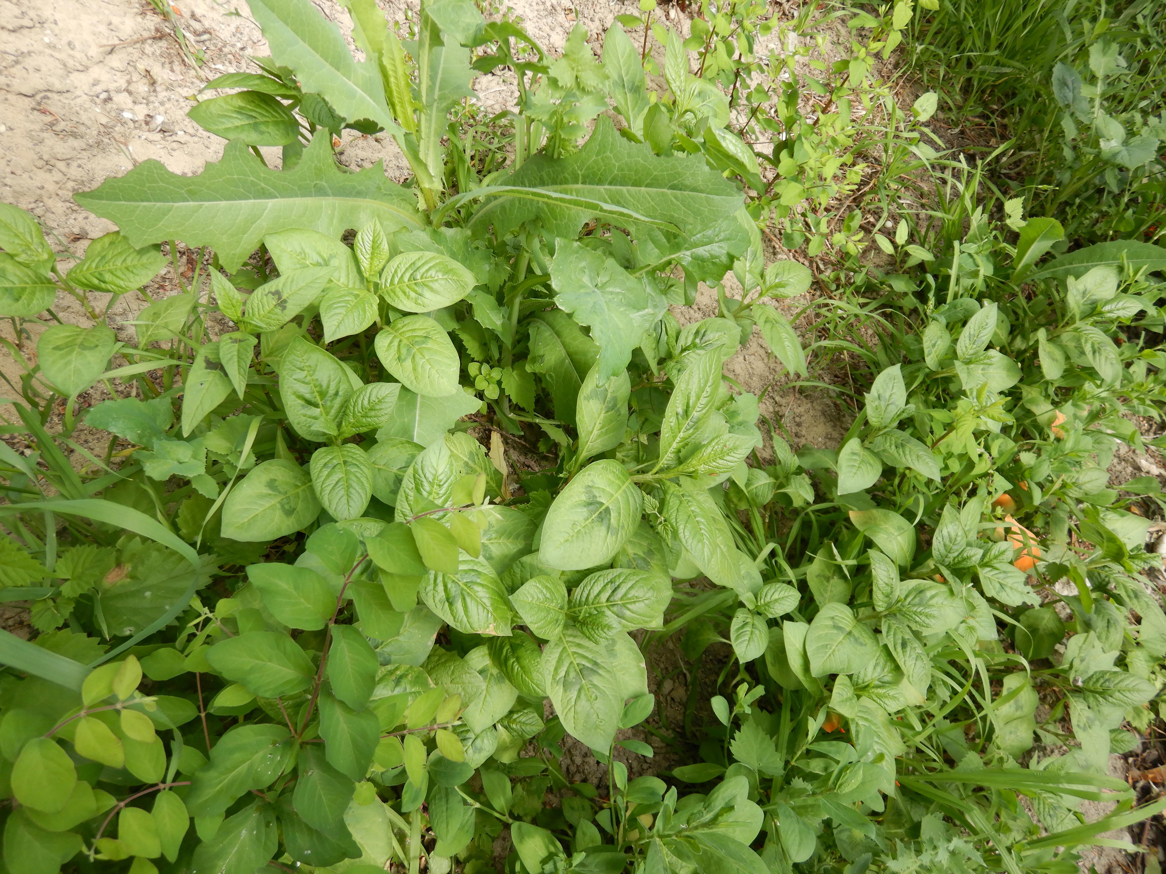 DSCN4794 sandbergexkursion 2025-05-30 persicaria sp..jpg