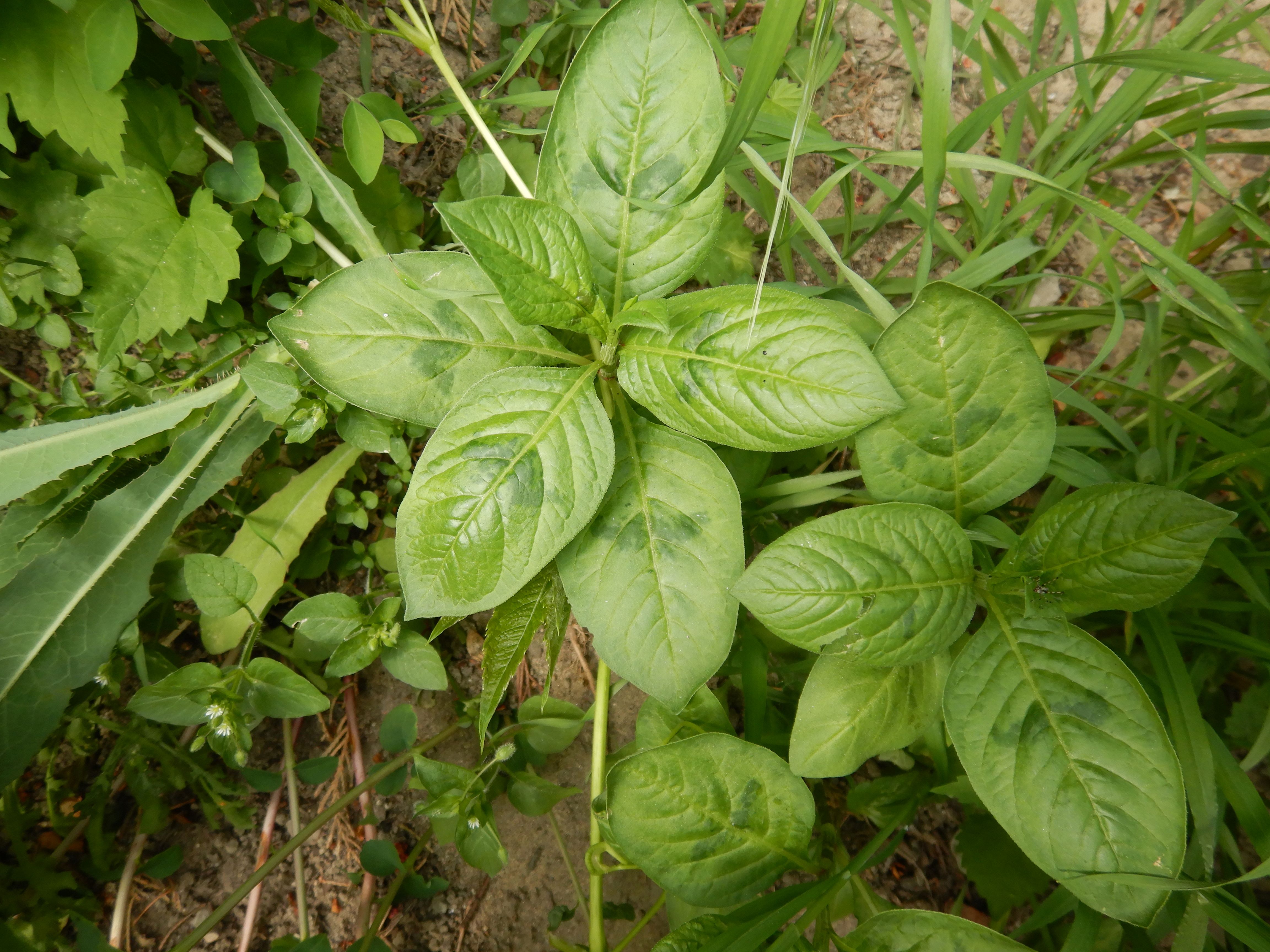 DSCN4796 sandbergexkursion 2025-05-30 persicaria sp..jpg