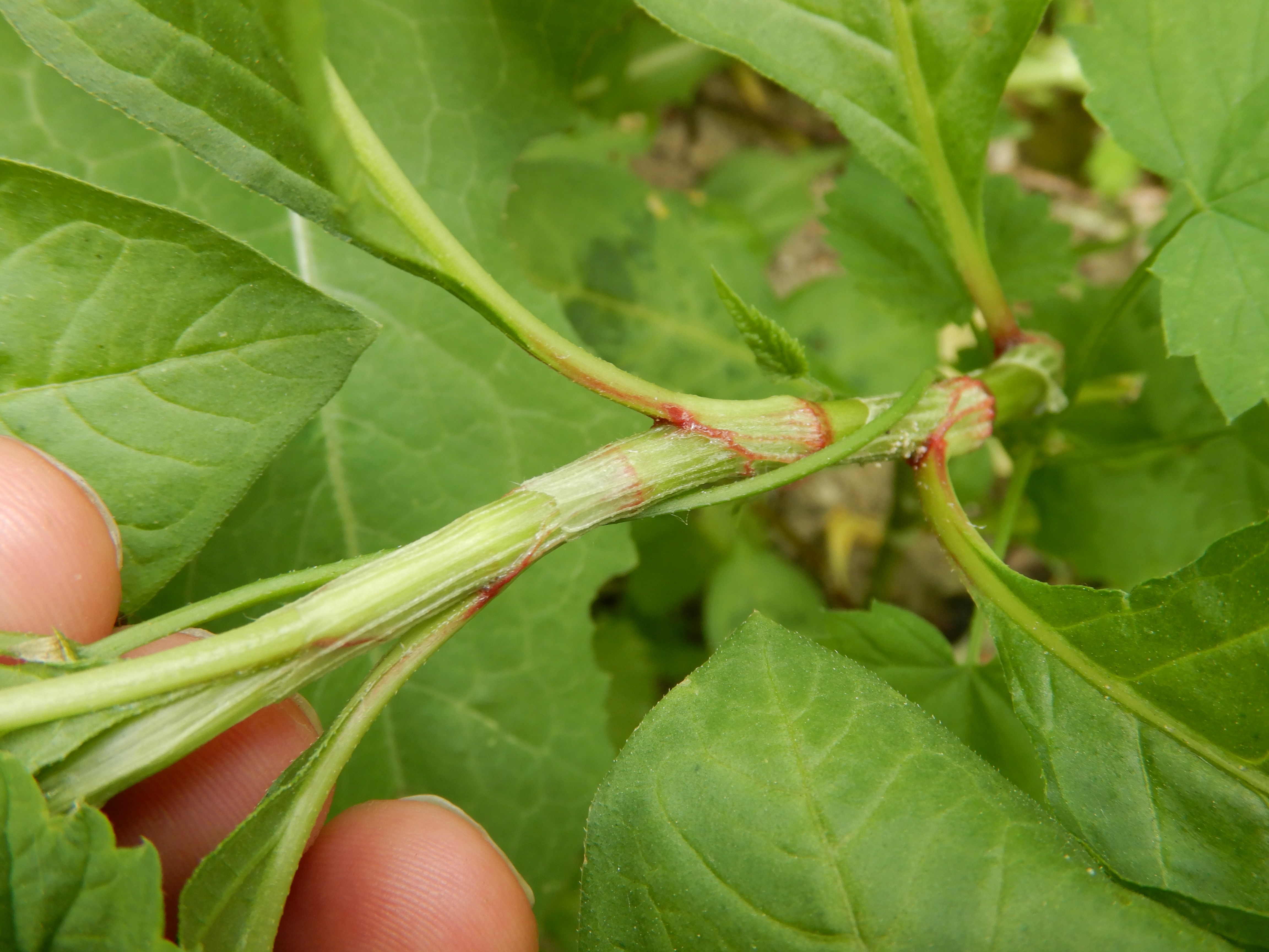 DSCN4798 sandbergexkursion 2025-05-30 persicaria sp..jpg