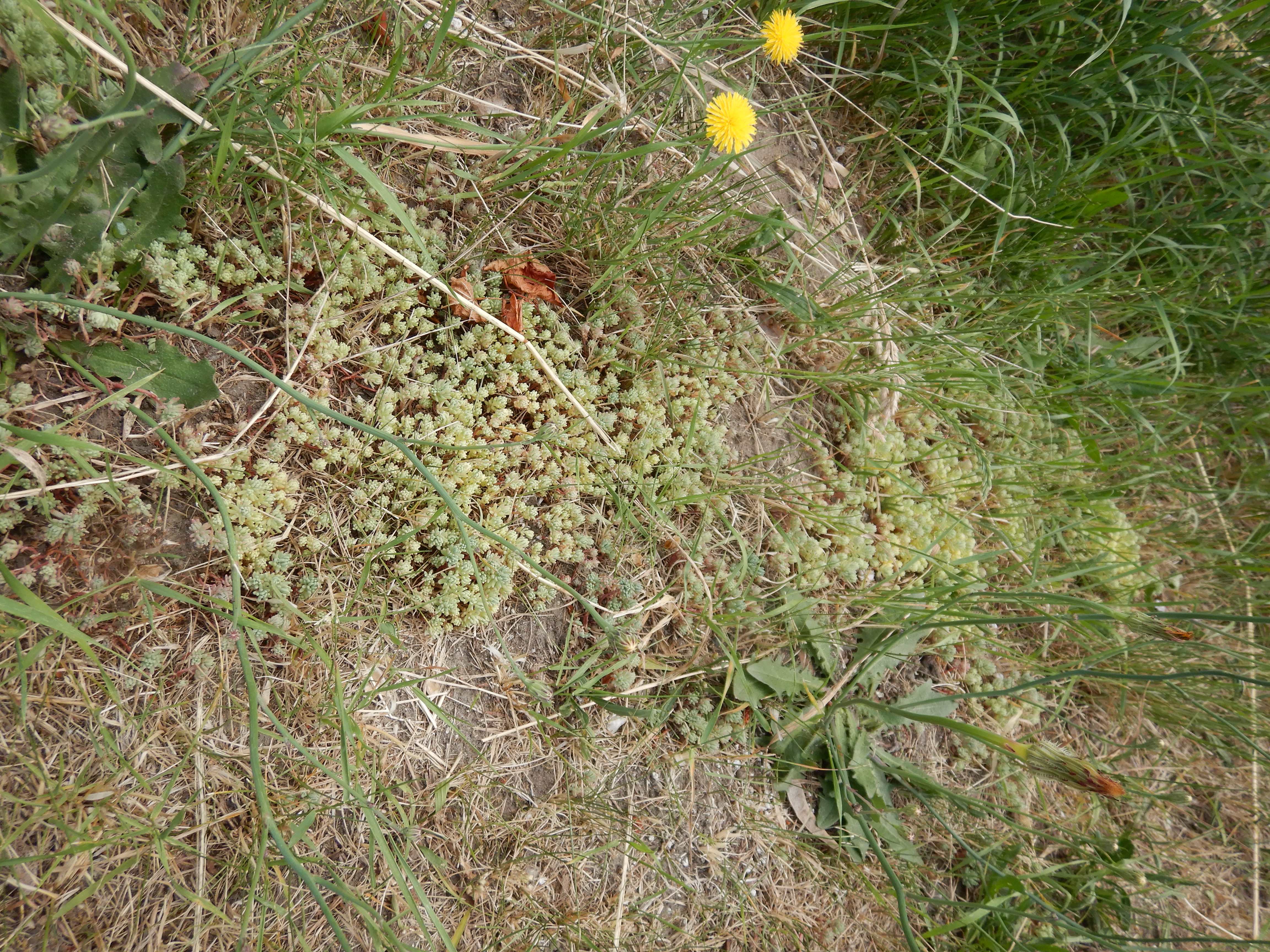DSCN4824 sandbergexkursion 2025-05-30 sedum pallidum.jpg